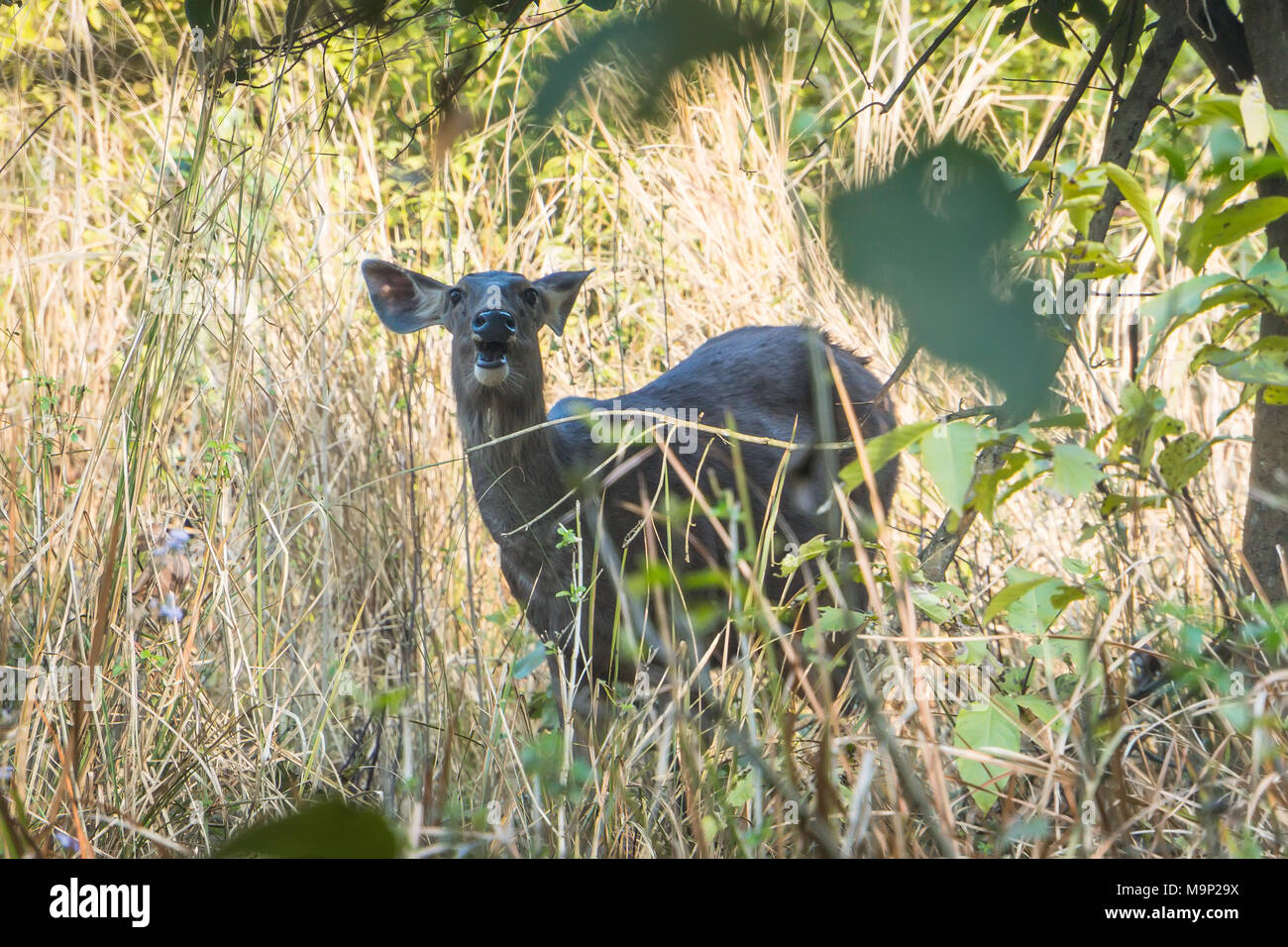 Weniger Kudu ist ein Wald Antilope in Ostafrika gefunden. Es ist in der Gattung Tragelaphus und Familie Hornträger platziert. Zambezi National Park in Victoria Falls. Stockfoto