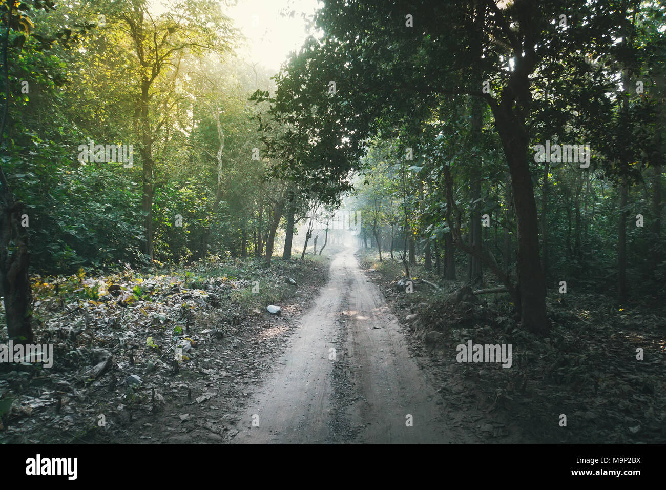 Magic forest path. Wald Straße durch hohe grüne Bäume in die Ferne gehen umgeben. dichte Dickichte im Dschungel Stockfoto