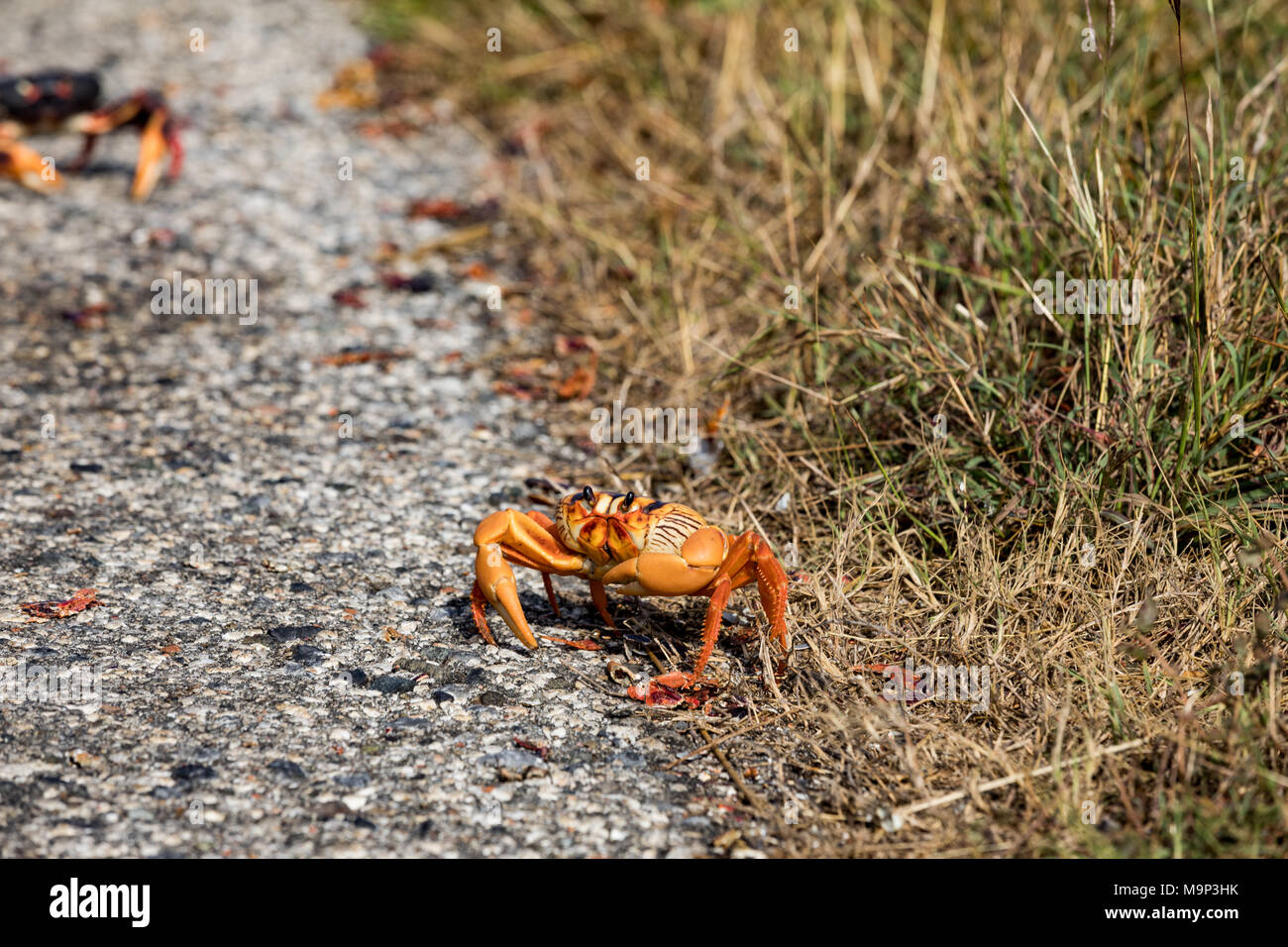 Cuba crabs Fotos und Bildmaterial in hoher Auflösung Alamy