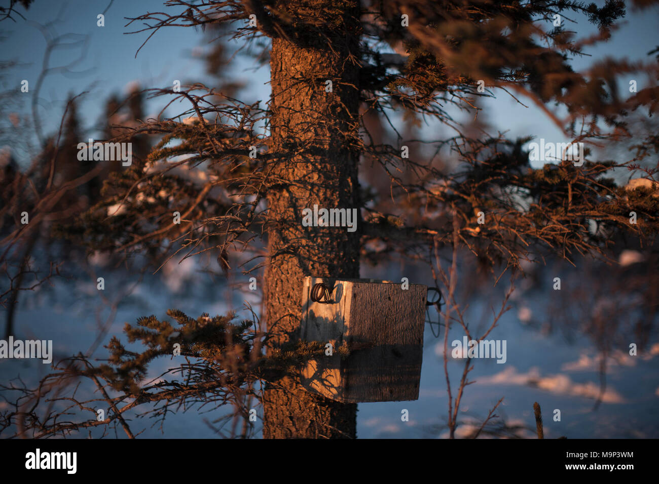 Ein Marder Falle im Yukon Territory, 17. November 2014. Rafal Gerszak/Aurora Fotos Stockfoto