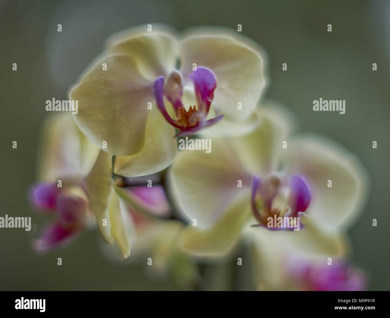 Weiche verträumt gelb Motte Blumen close up mit violettem Purpur Zentrum auf glatten Hintergrund Stockfoto