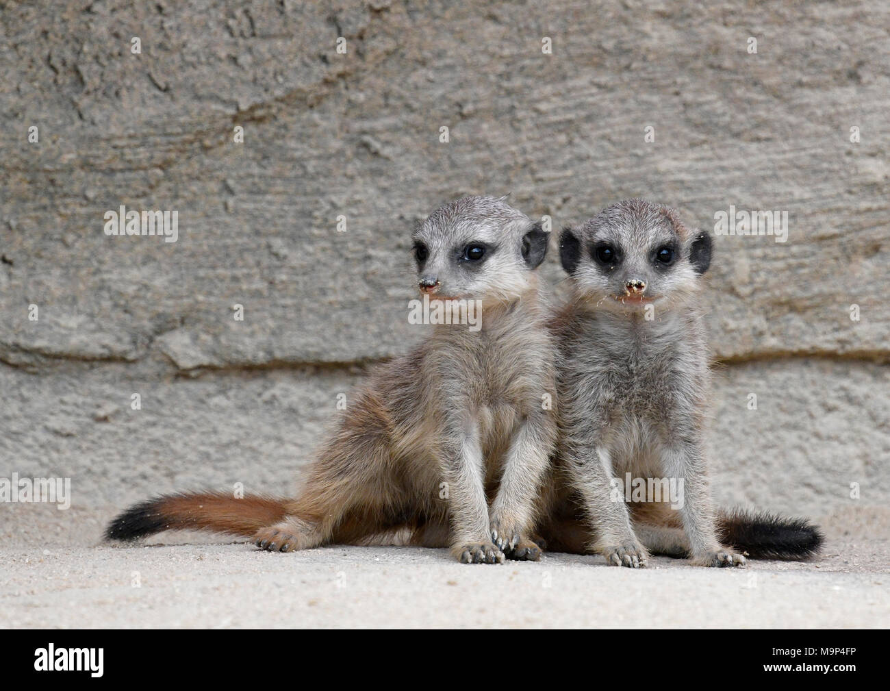 Erdmännchen (Suricata suricatta), Jungtiere 6 Wochen, Captive Stockfoto