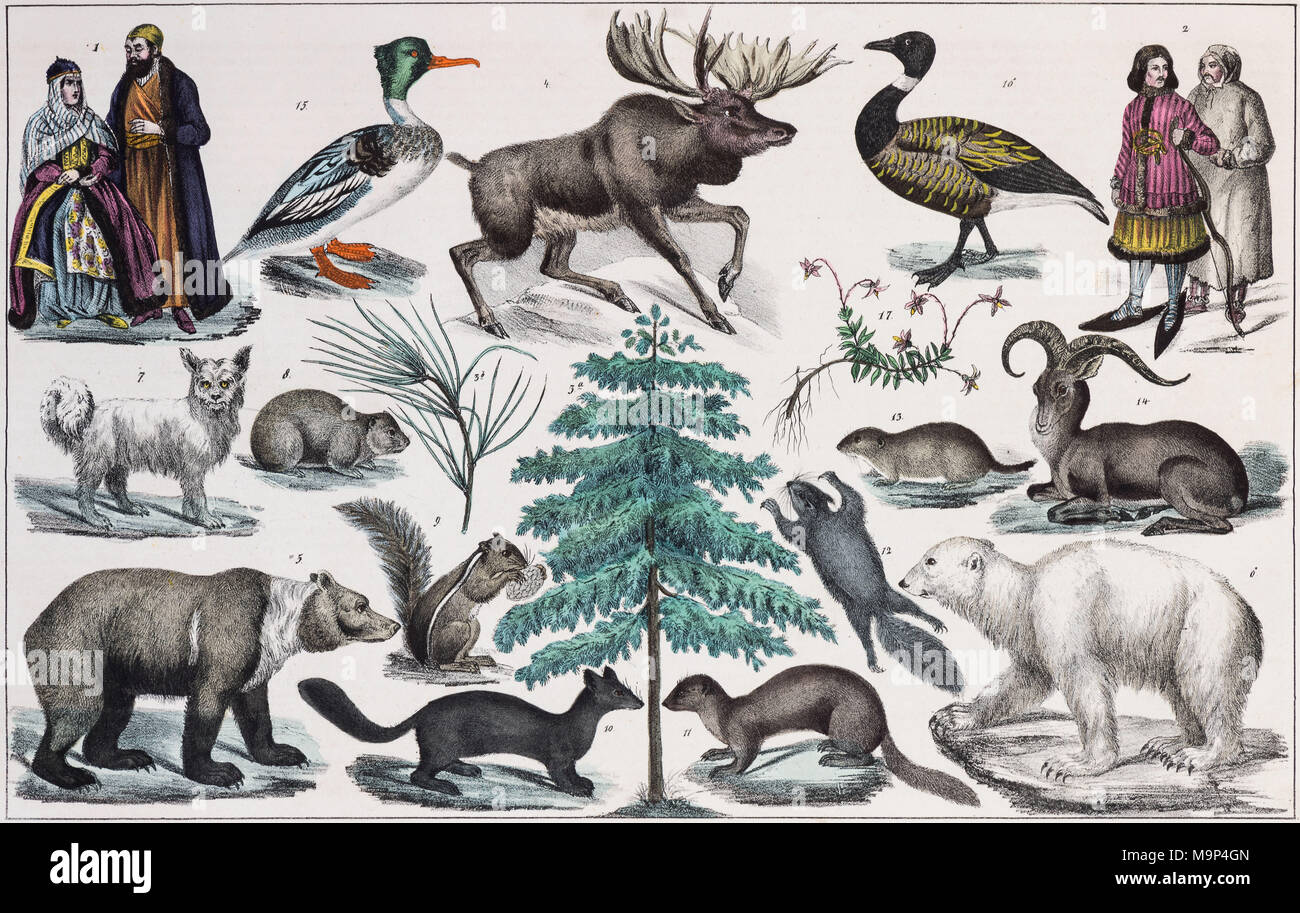 Zone Malerei North Asia, asiatische Russland, Sibirien, Kamtschatka, Novaja Semlja, aus natürlichen Geschichte und Ethnologie, handkoloriert Platte durch Traugott Bromme Stockfoto