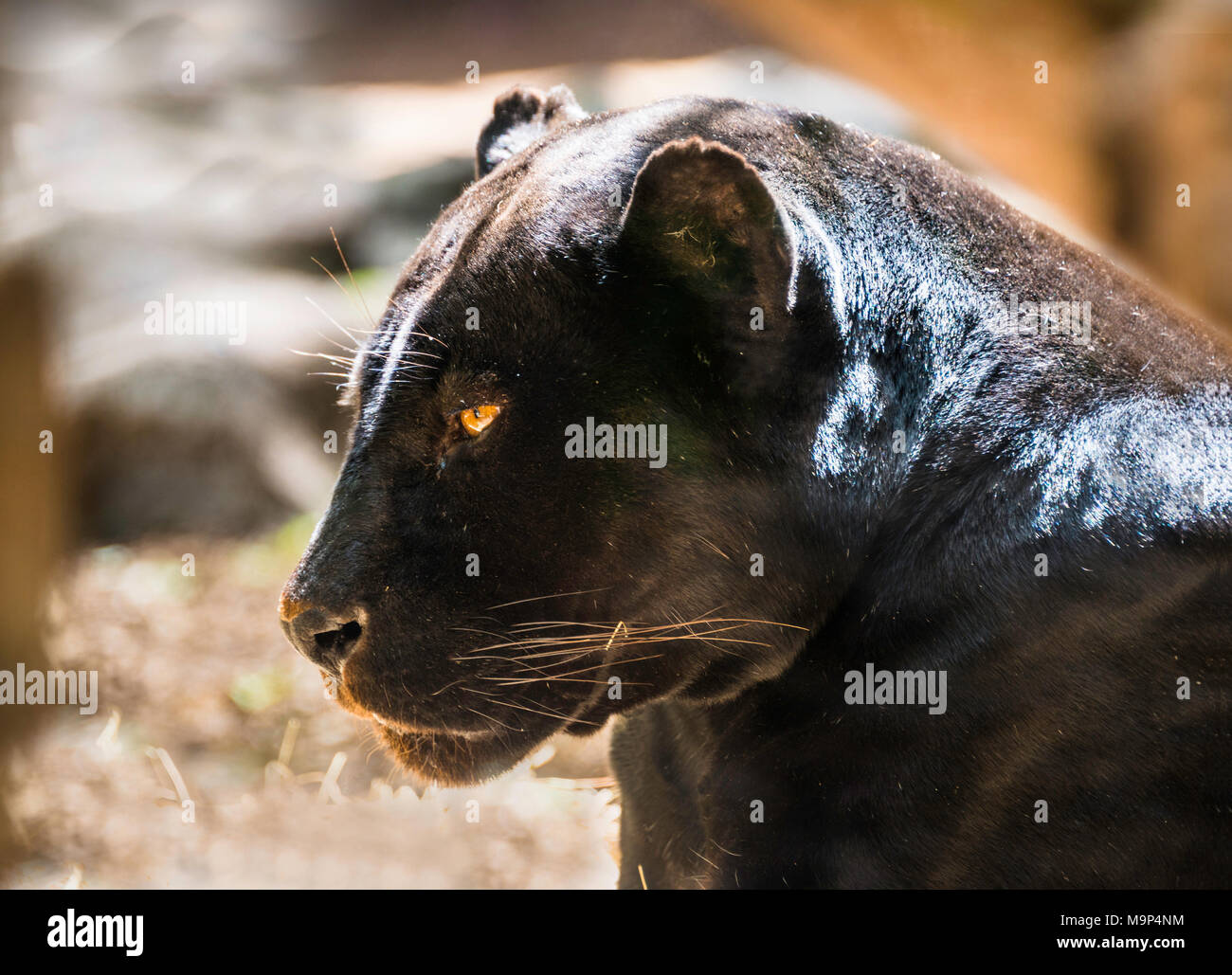 Jaguar (Panthera onca), Black Panther, Tier Portrait, Erwachsener, Captive, vorkommen Südamerika Stockfoto