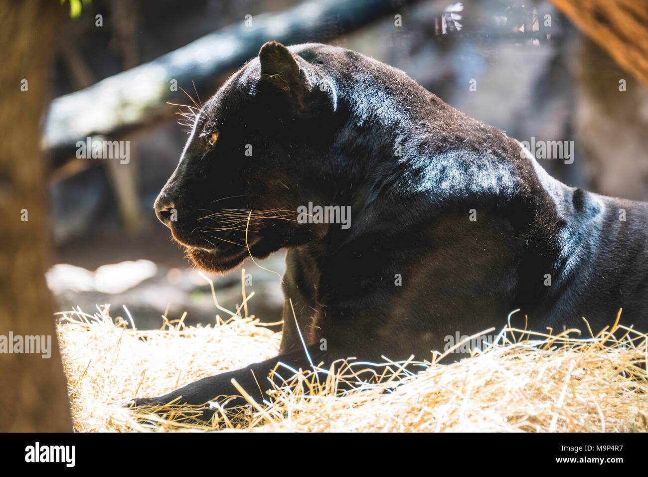 Jaguar, Black Panther (Panthera onca), Erwachsener, Captive Stockfoto