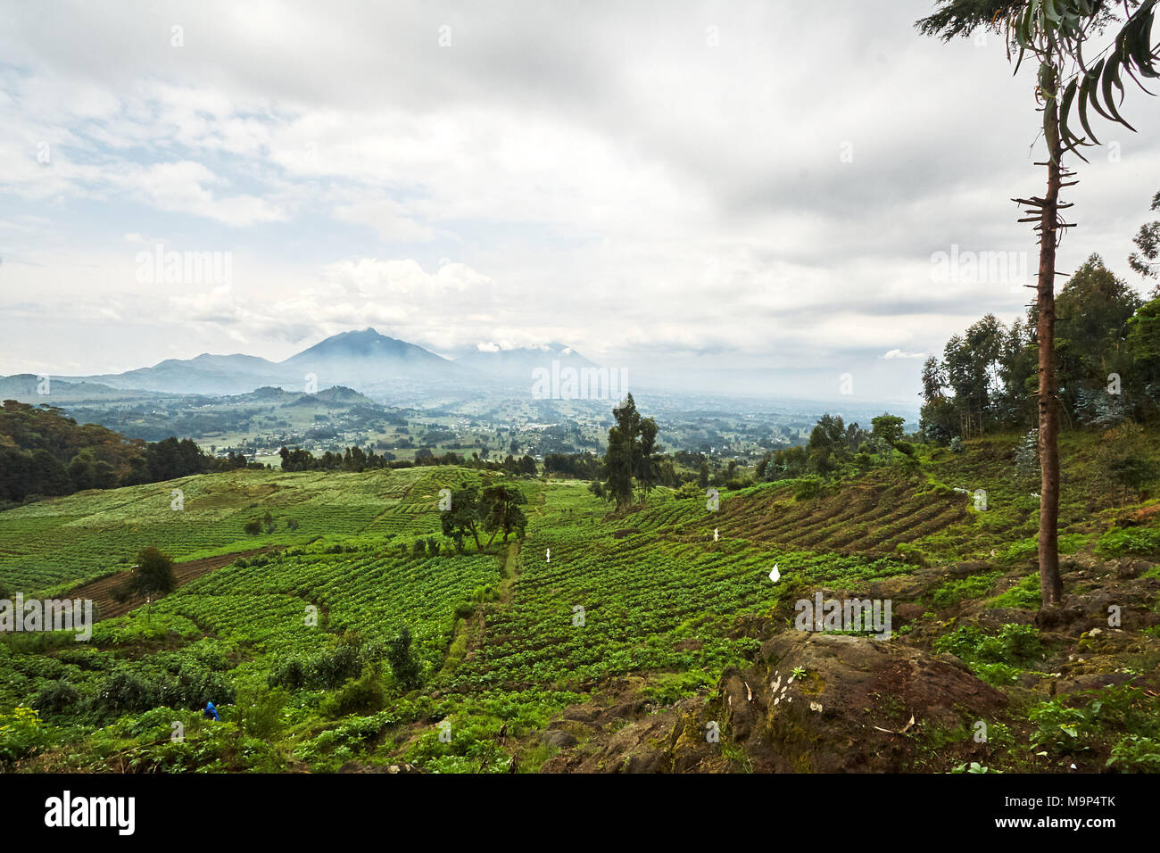 Grüne Landschaft in Virunga finden, Ruanda Stockfoto