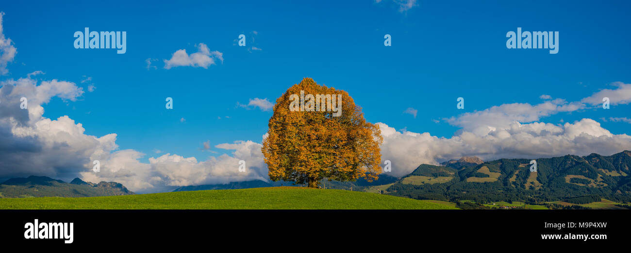 Friedenslinde (Tilia), Solitärbaum, auf der Wittelsbacher Höhe, 881 m, Illertal, Allgäu, Bayern, Deutschland, Europa Stockfoto