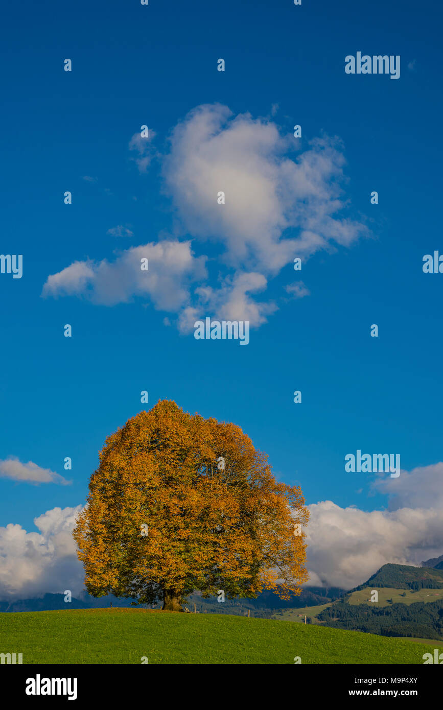 Friedenslinde (Tilia), Solitärbaum, auf der Wittelsbacher Höhe, 881 m, Illertal, Allgäu, Bayern, Deutschland, Europa Stockfoto