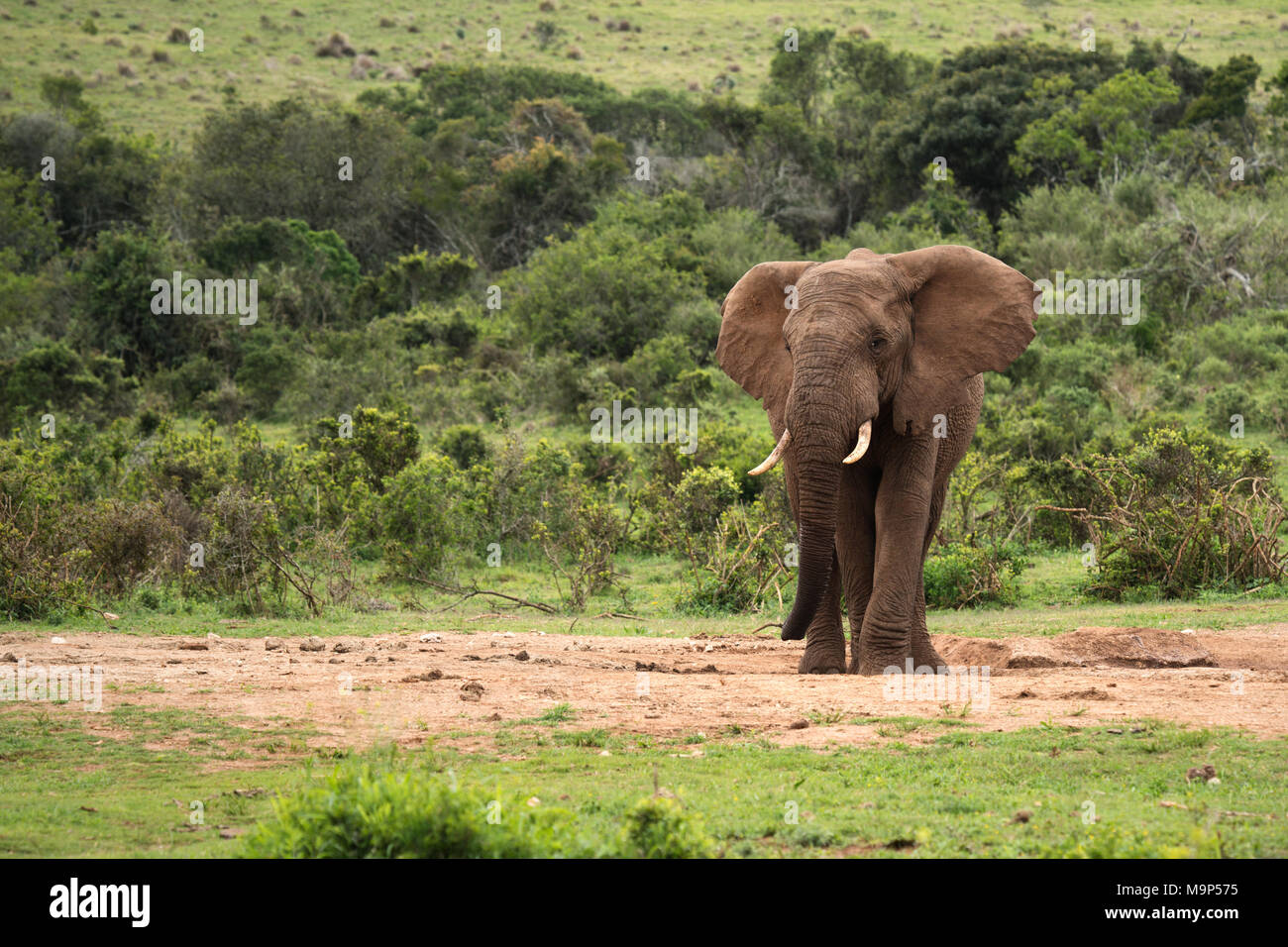 Afrikanischer Elefant (Loxodonta africana) auf der Suche nach Wasser, Addo Elephant National Park, Südafrika Stockfoto