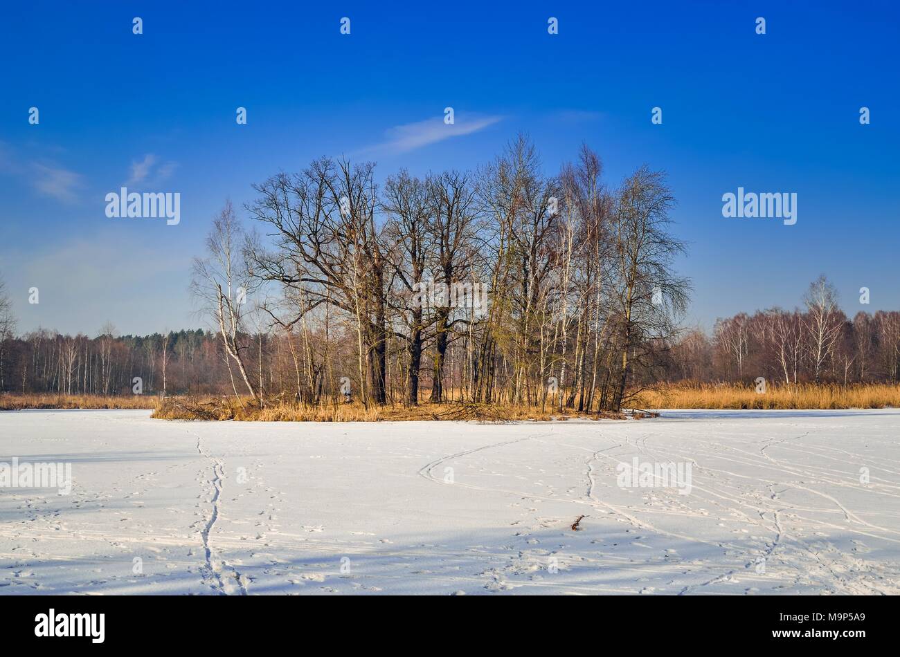 Winter Living Landscape. Bäume auf der Insel auf einem zugefrorenen See. Stockfoto