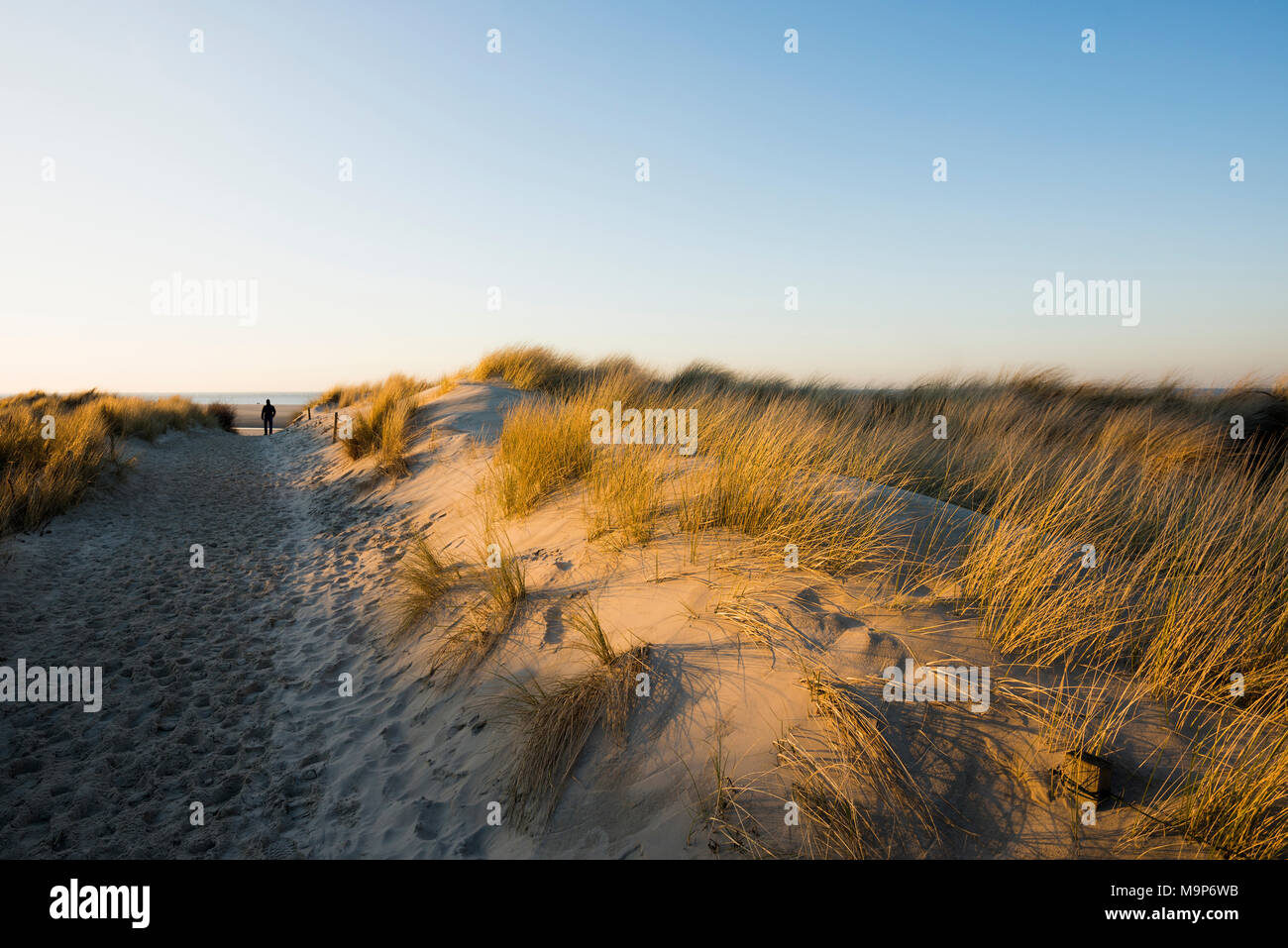 Weg zum Strand, durch die Dünen, die Ostfriesischen Inseln Spiekeroog, Niedersachsen, Deutschland Stockfoto