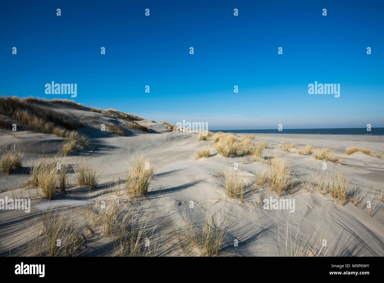 Dünen und blauer Himmel aus der Nordsee Spiekeroog, Ostfriesische Inseln, Ostfriesland, Niedersachsen, Deutschland Stockfoto