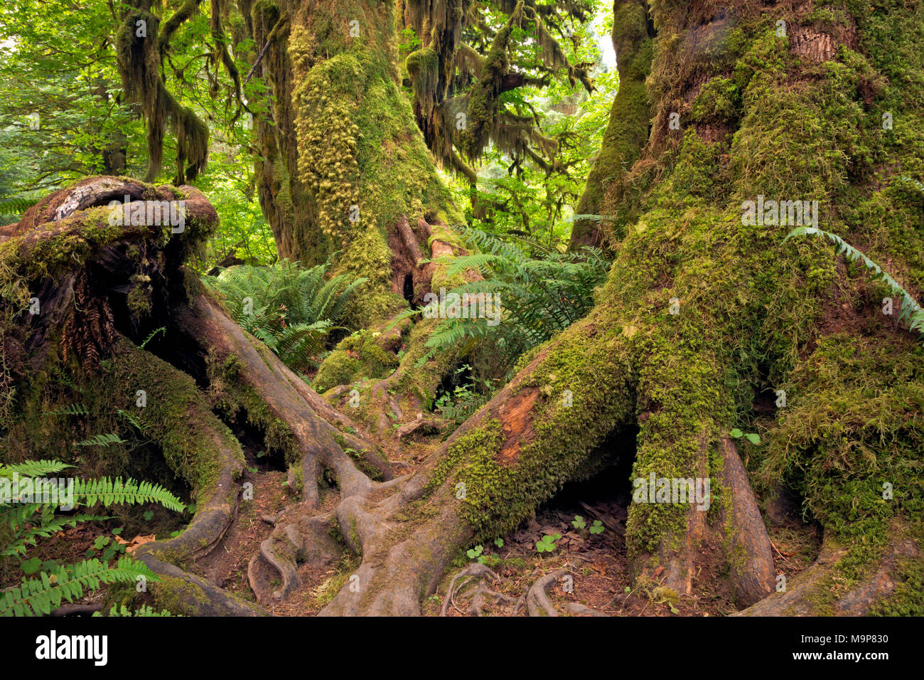 WA 13939-00 ... WASHINGTON - komplizierte Wurzelsysteme von Bemoosten big Leaf maple Bäume in der Halle der Moose der Olympic National Park. Stockfoto