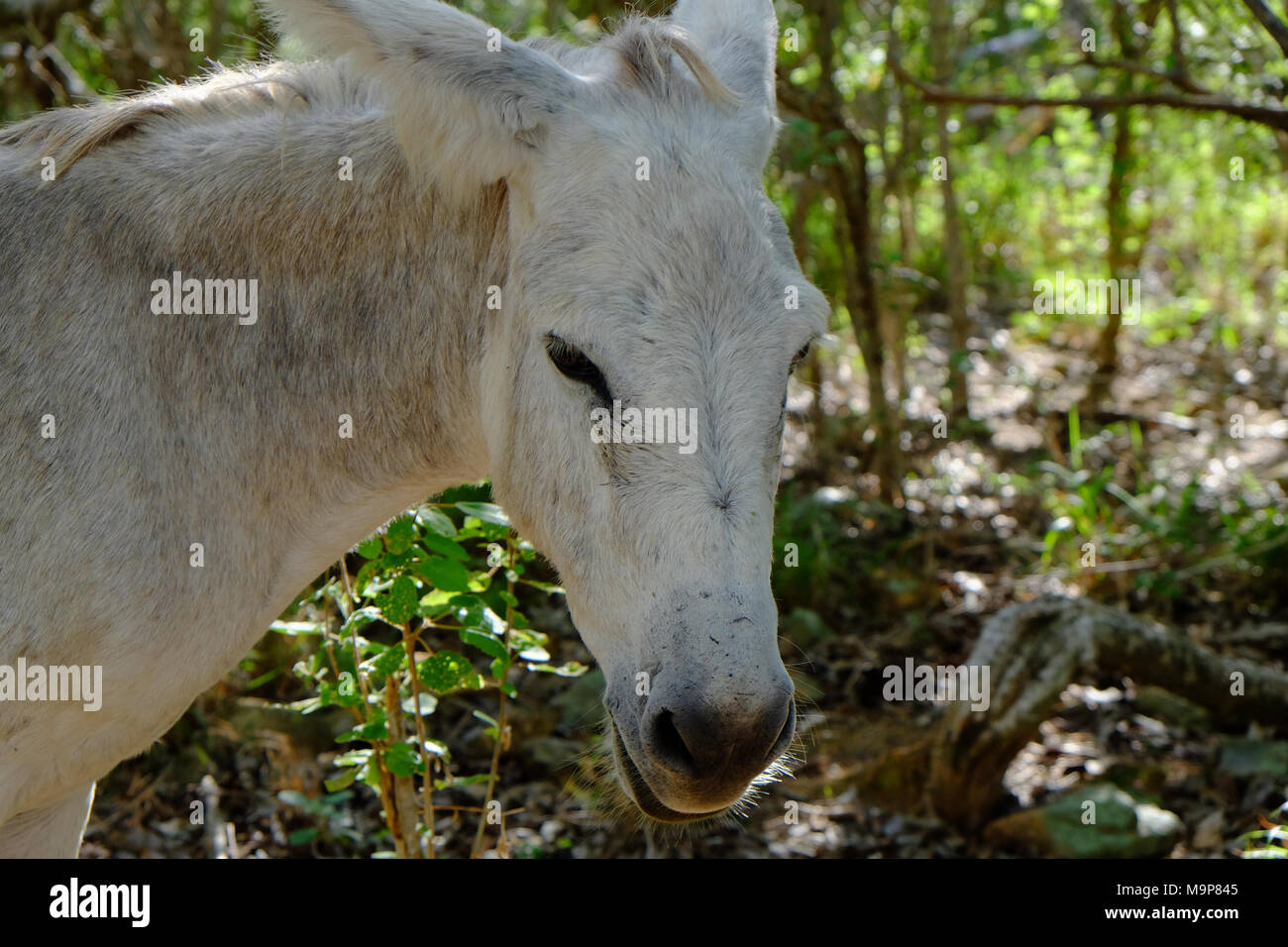 Freundlich Wilde Esel frei auf der Insel St. John in den US Virgin Islands. Stockfoto