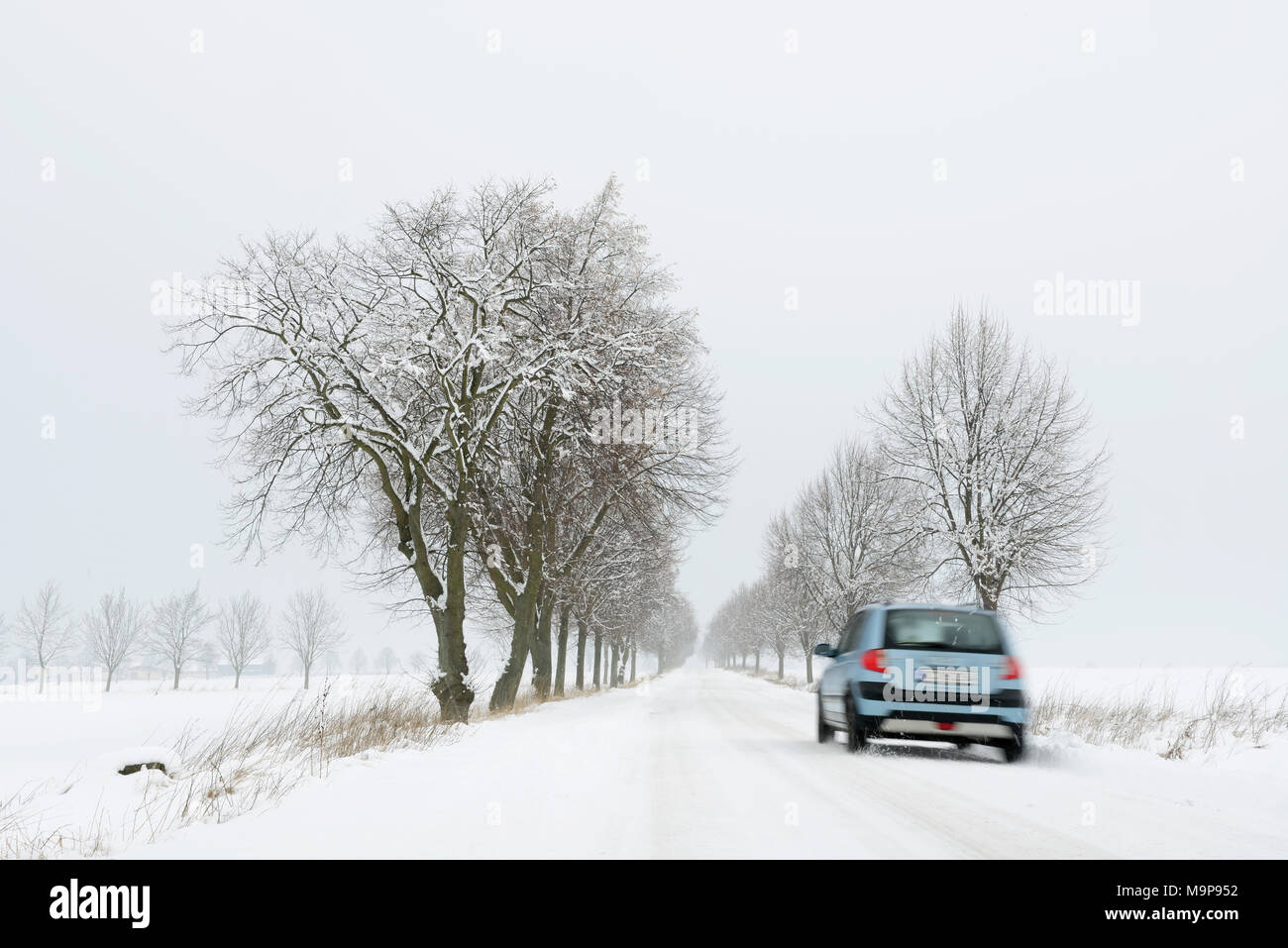 Auto fährt auf verschneiter Straße, Allee im Winter, Burgenlandkreis, Sachsen-Anhalt, Deutschland Stockfoto