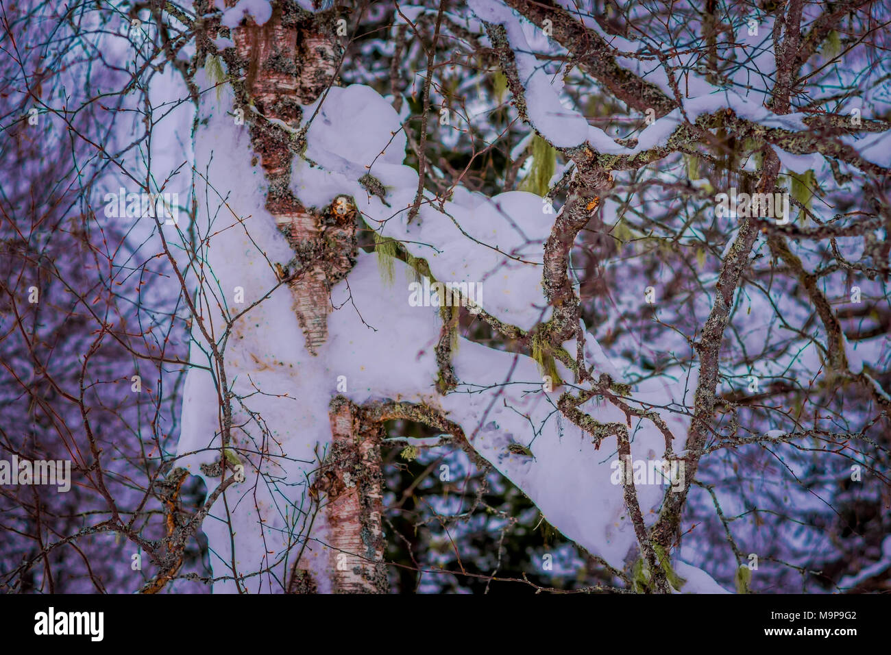 Im freien Blick auf Pine Tree Branches mit Schnee im Wald in Norwegen abgedeckt Stockfoto