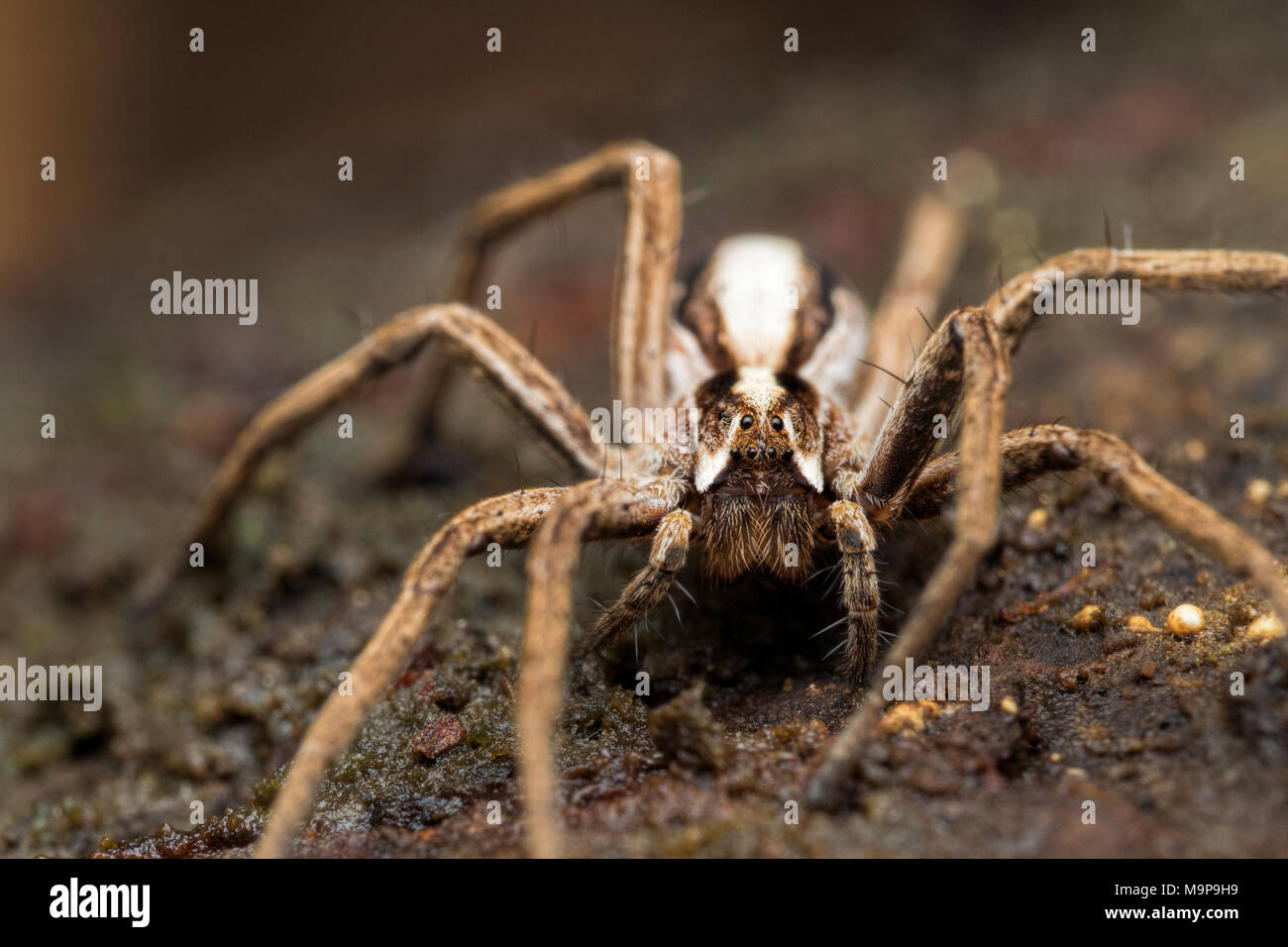 Baumschule Web Spider (Pisaura mirabilis) auf dem Boden im Wald Lebensraum. Tipperary, Irland Stockfoto