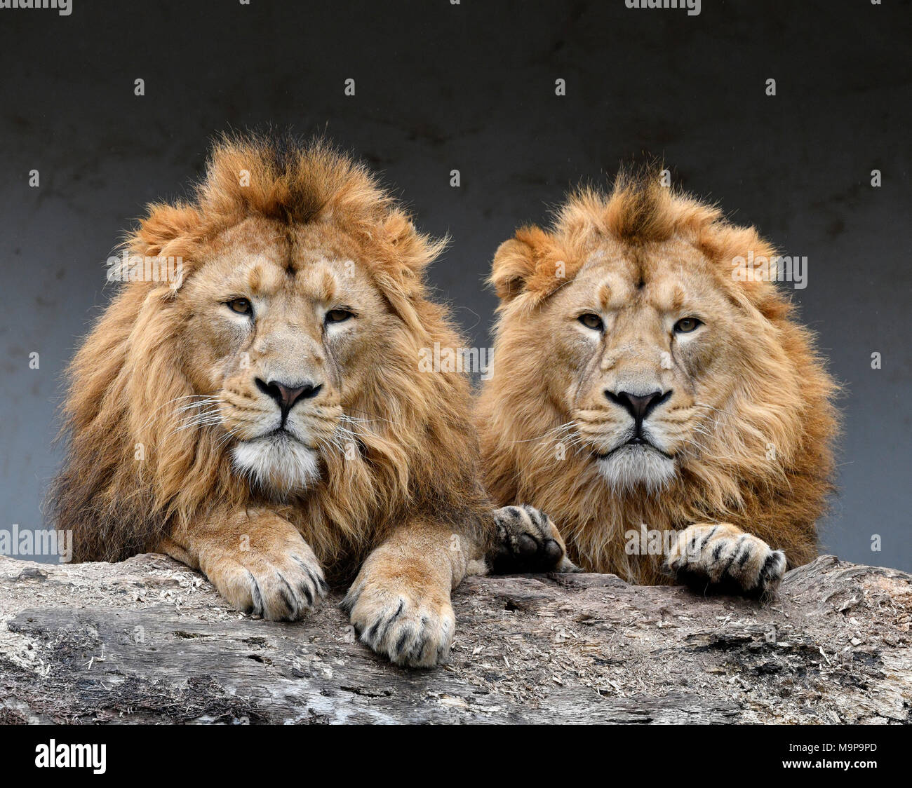 Asiatische Löwen (Panthera leo persica), zwei Männer nebeneinander, Tier Portrait, Captive Stockfoto