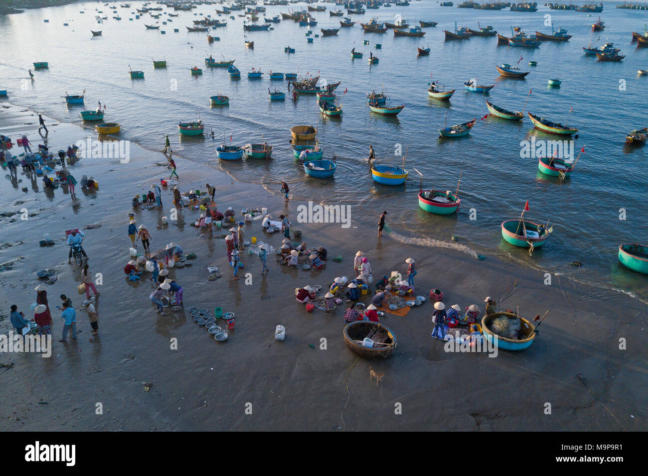 Fischer am Strand mit frisch gefangenem Fisch, viele bunte Fischerboote im Meer, Luftaufnahme, in der Nähe von Mui Ne, Vietnam Stockfoto