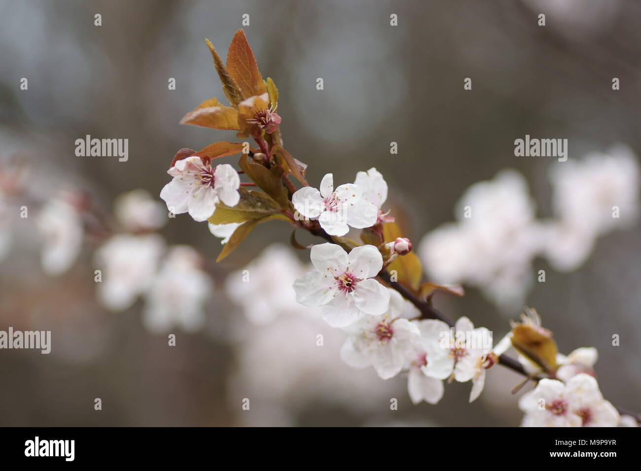 Blumen von Prunus cerasifera Pissardii an Clyne Gärten, Swansea, Wales, UK. Stockfoto