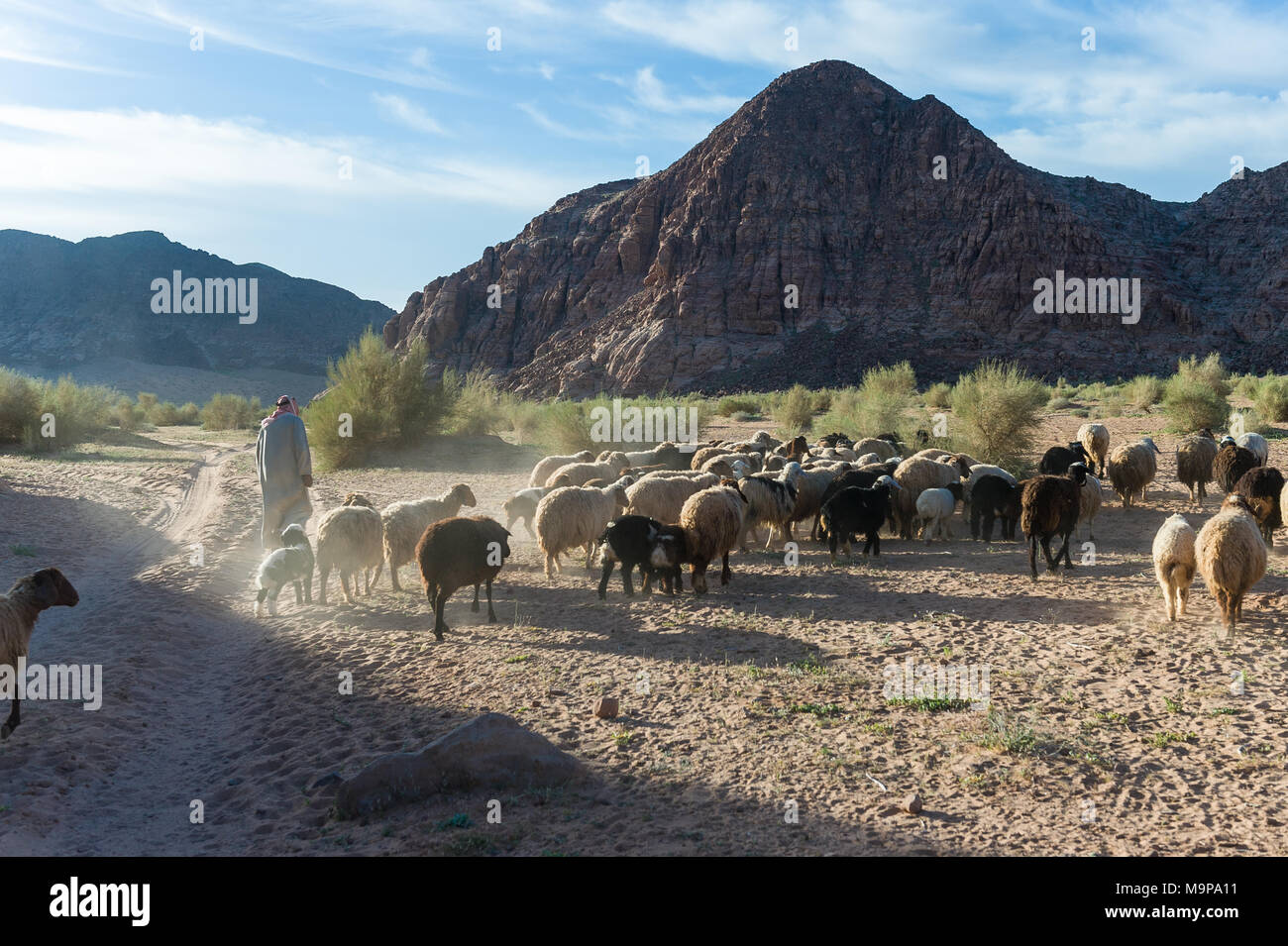 Sheppard grzing seine Ziegen und Schafe in der Wadi Rum, das Tal des Mondes, ist ein Tal in den Sandstein und Granit im südlichen Jordanien. Stockfoto