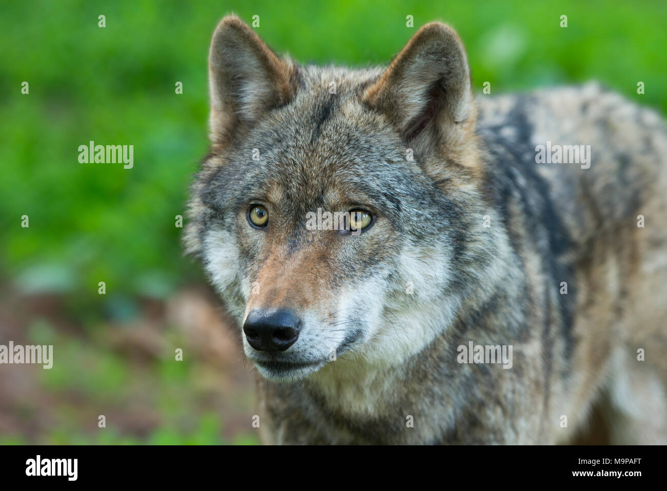 Grauer Wolf (Canis lupus), Tier Portrait, Captive, Deutschland Stockfoto