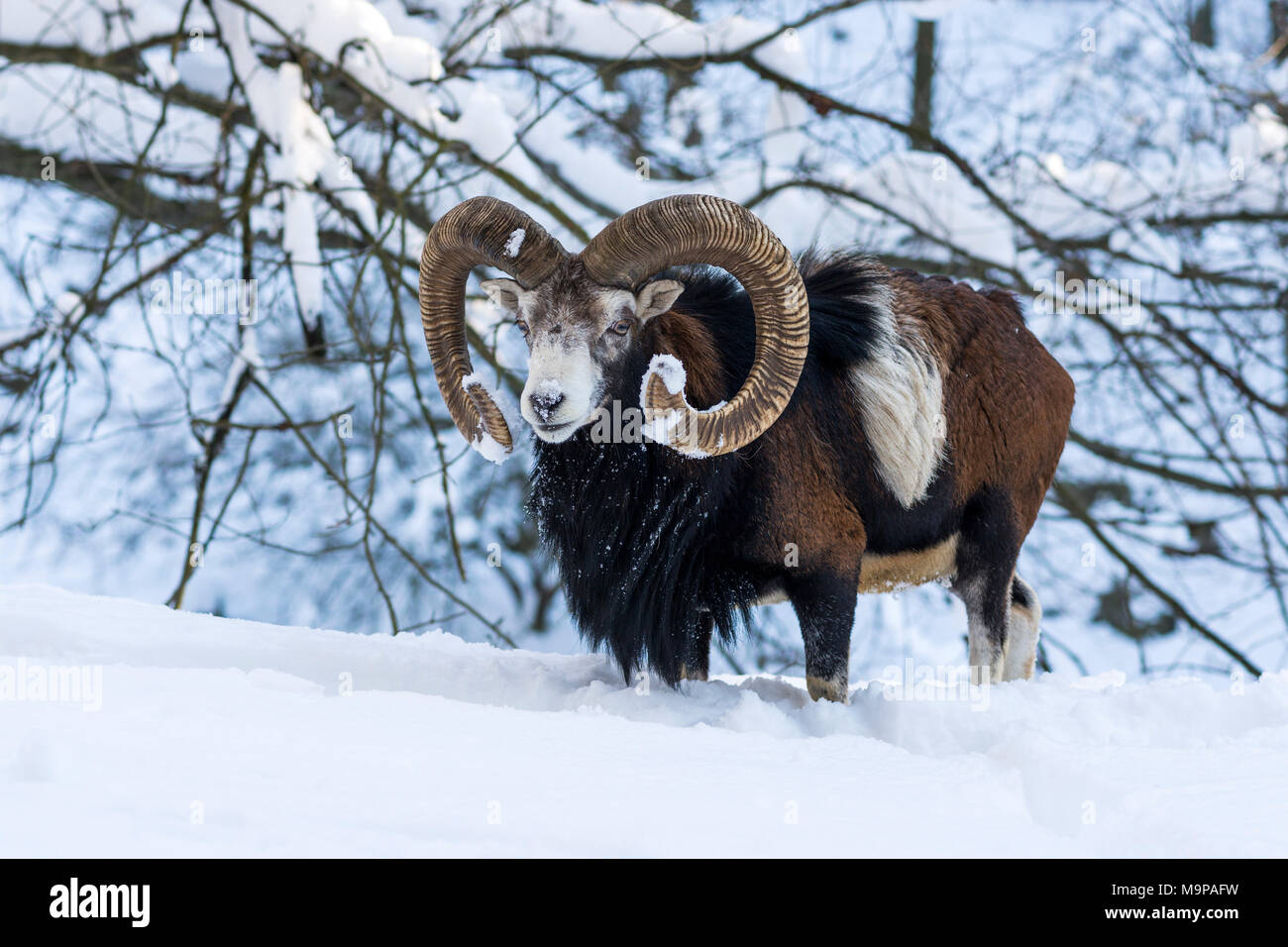 Europäischer Mufflon (Ovis ammon Musimon), Widder im Schnee, Captive, Sachsen, Deutschland Stockfoto