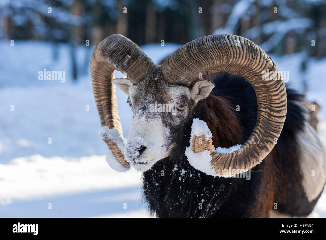 Europäischer Mufflon (Ovis ammon Musimon), Widder im Schnee, Tier Portrait, Captive, Sachsen, Deutschland Stockfoto