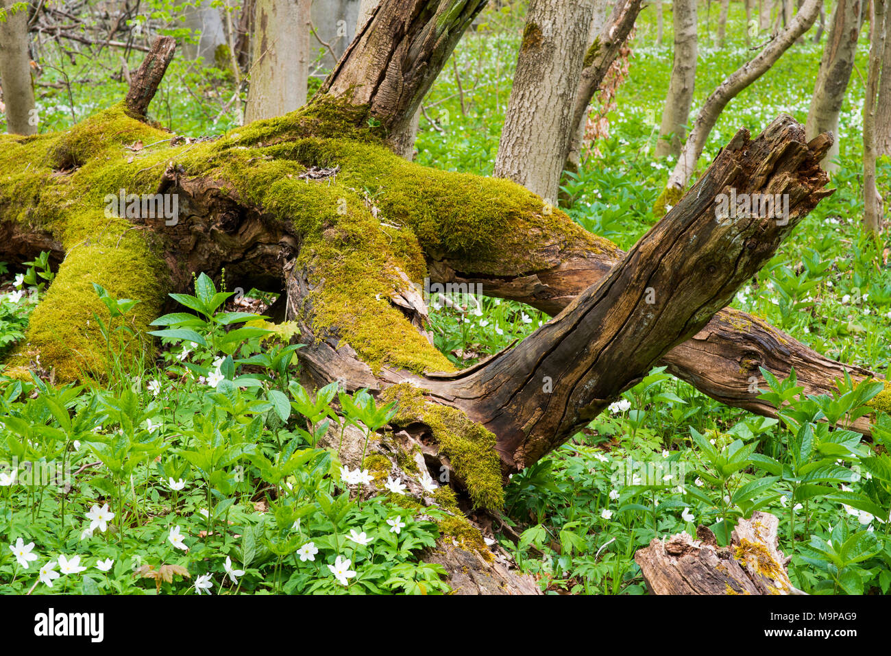 Toten Moos Rotbuchen (Fagus sylvatica), Totholz, Nationalpark Hainich, Thüringen, Deutschland Stockfoto