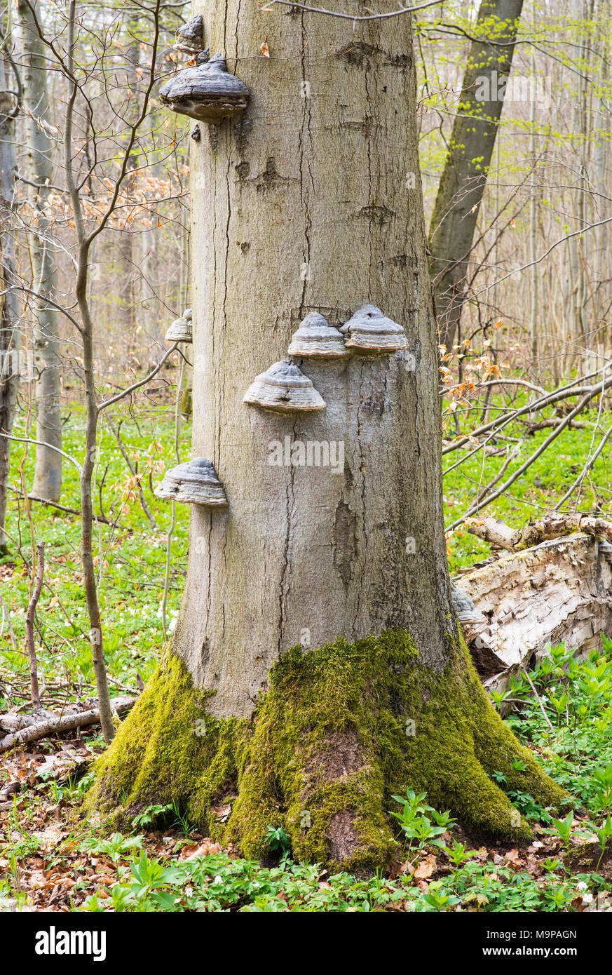 Zunder Pilz (Fomes fomentarius) über gemeinsame Buche (Fagus sylvatica), Nationalpark Hainich, Thüringen, Deutschland Stockfoto