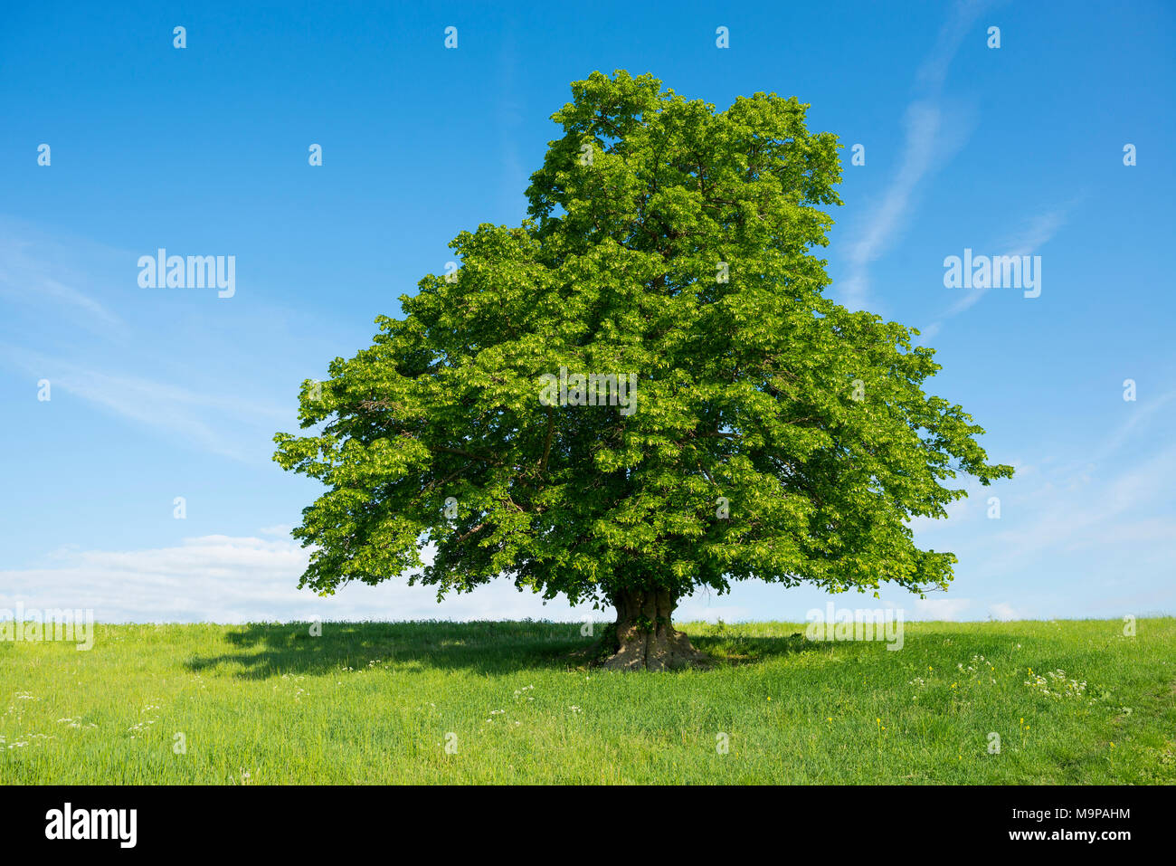 400 Jahre alt großblättrige Linde (Tilia platyphyllos) in grüne Wiese, einsamen Baum, Thüringen, Deutschland Stockfoto