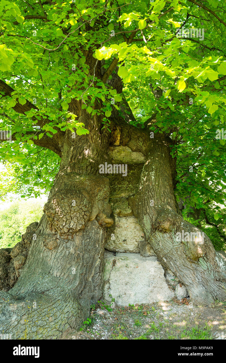 400 Jahre alt großblättrige Linde (Tilia platyphyllos), mit Eingemauert void an der Basis, Thüringen, Deutschland Stockfoto