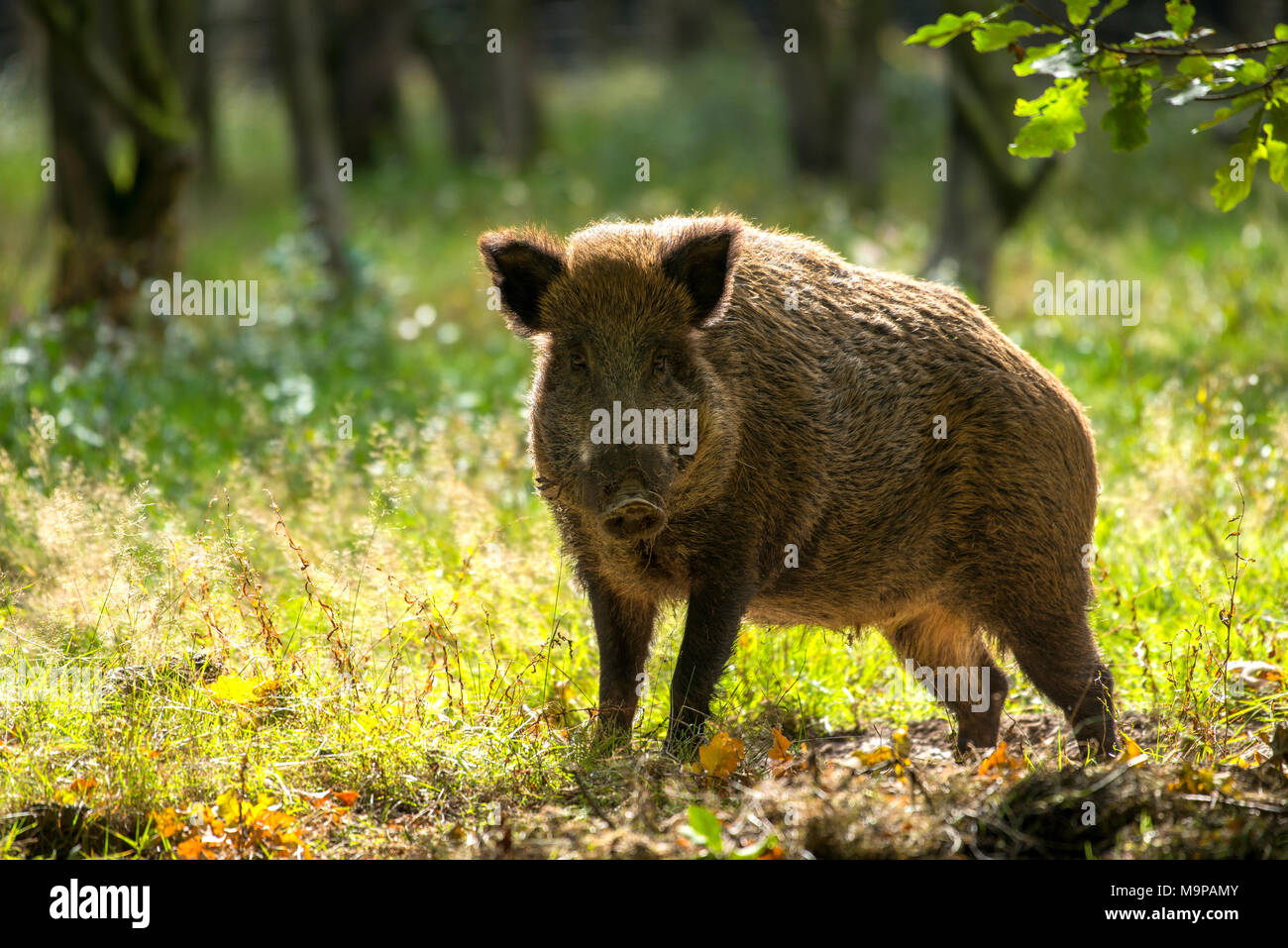 Wildschwein (Sus scrofa) mit Hintergrundbeleuchtung, capive, Deutschland Stockfoto