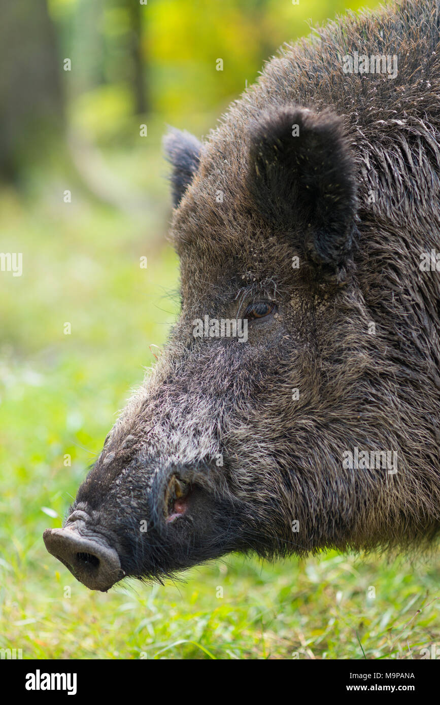 Wildschwein (Sus scrofa), Wildschwein, Tier Portrait, capive, Deutschland Stockfoto