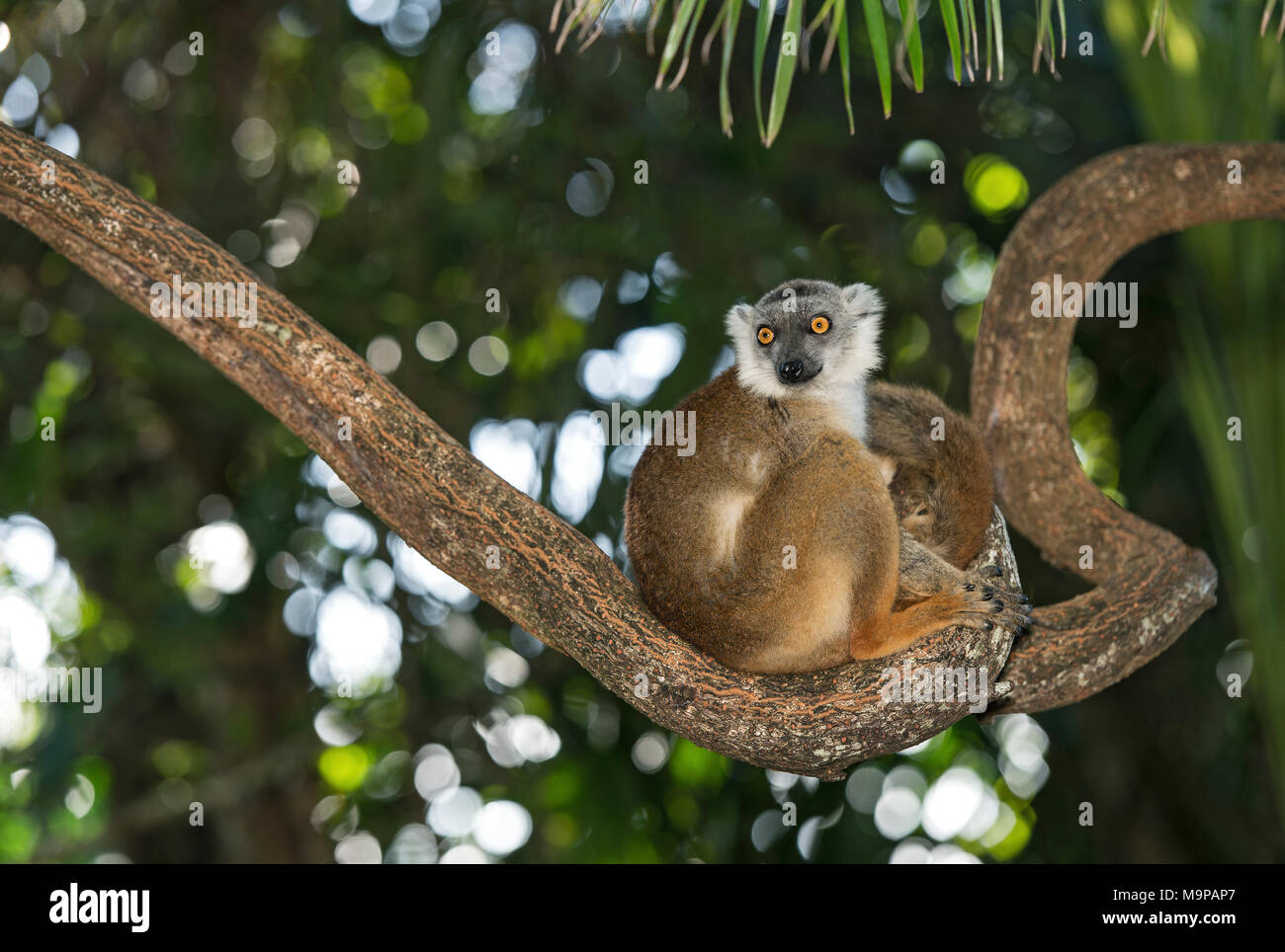 Wahre lemur, Hybrid (lemuridae) sitzt in einem Baum, Ankanin Ny Nofy, Madagaskar Stockfoto
