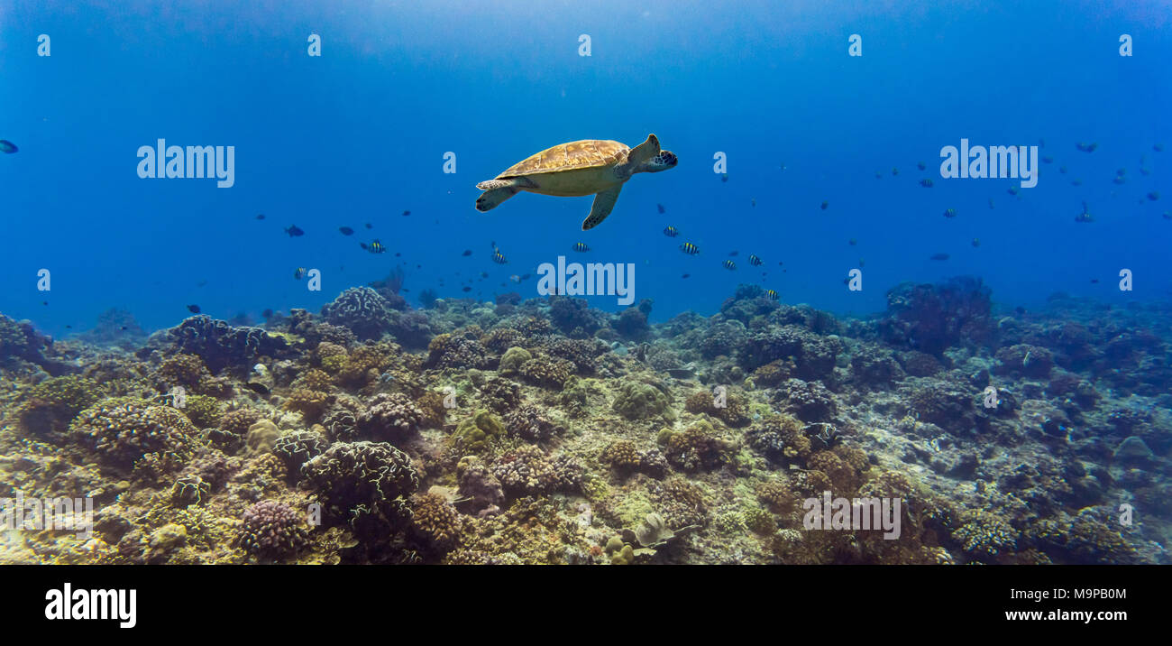 Sea Turtle und viele Fische bei tropischen Riff unter Wasser Stockfoto