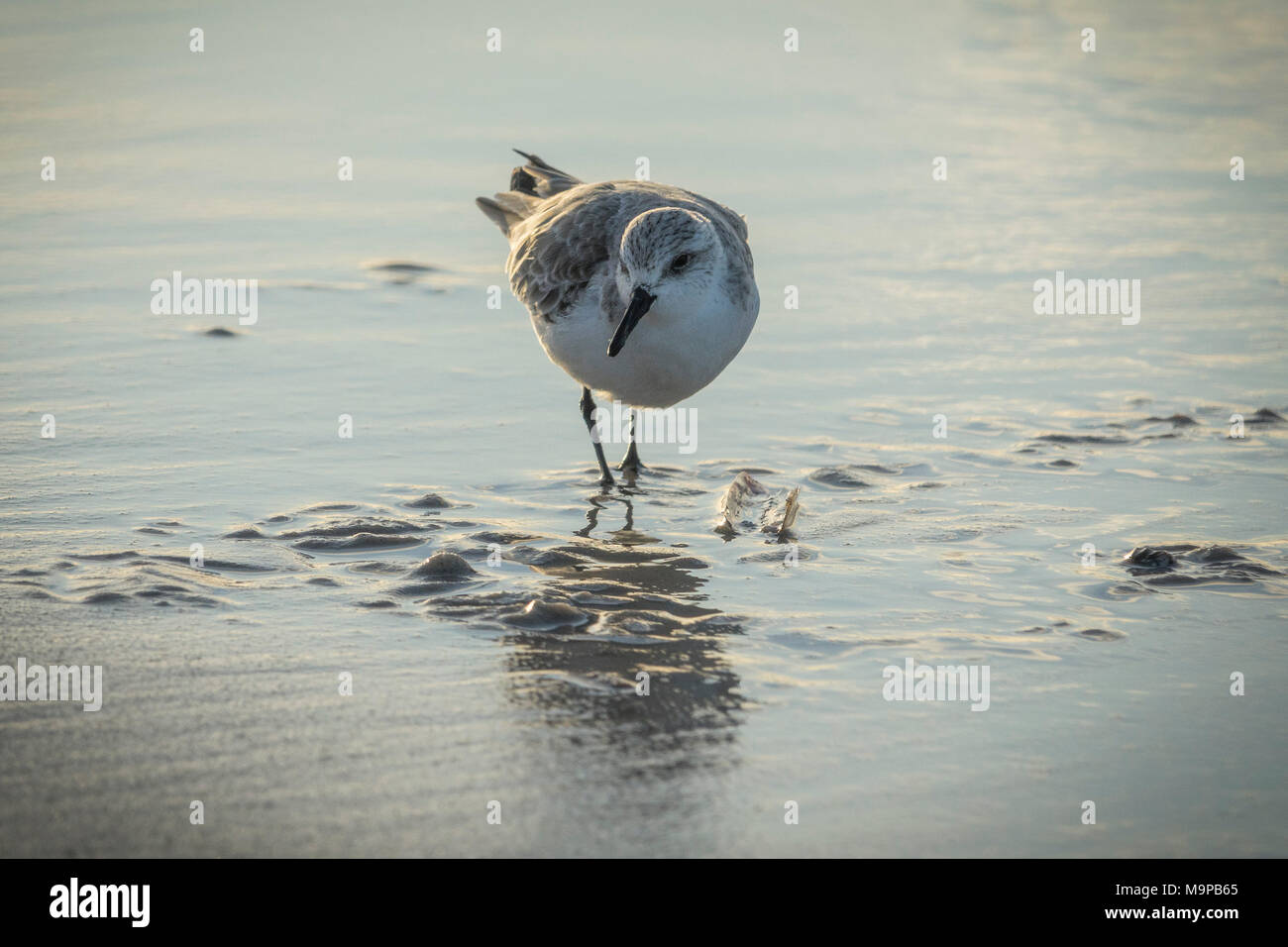 Sanderling (Calidris alba) im seichten Wasser am Strand, Sylt, Nordfriesland, Schleswig-Holstein, Deutschland Stockfoto