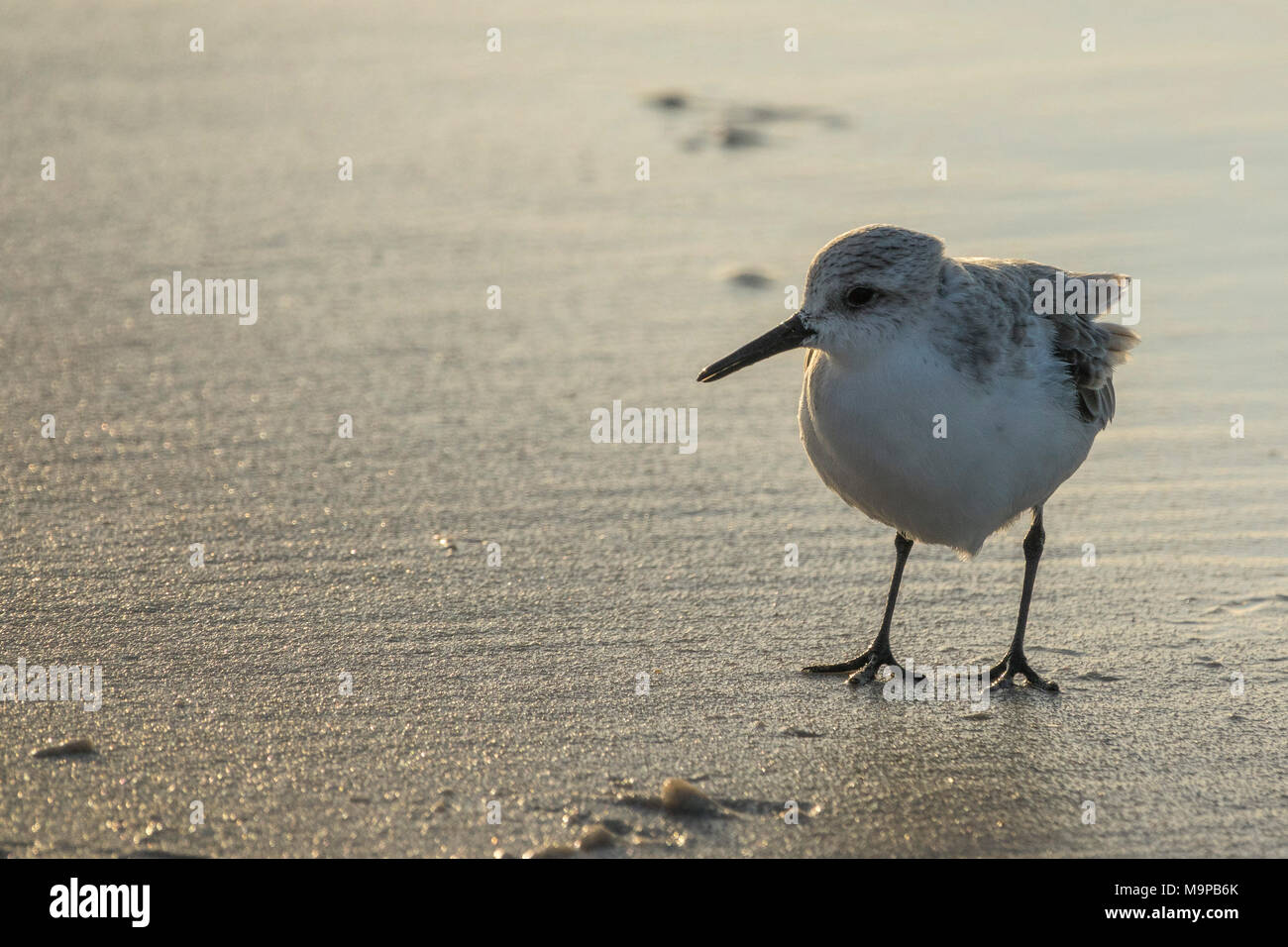 Sanderling (Calidris alba) am Strand, Sylt, Nordfriesland, Schleswig-Holstein, Deutschland Stockfoto