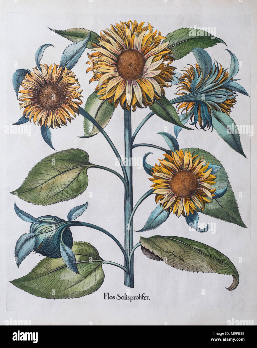 Multiflowered Sonnenblume (Helianthus annuus), handcolorierte Kupferstich von Basilius Besler, von Hortus Eystettensis, 1613 Stockfoto