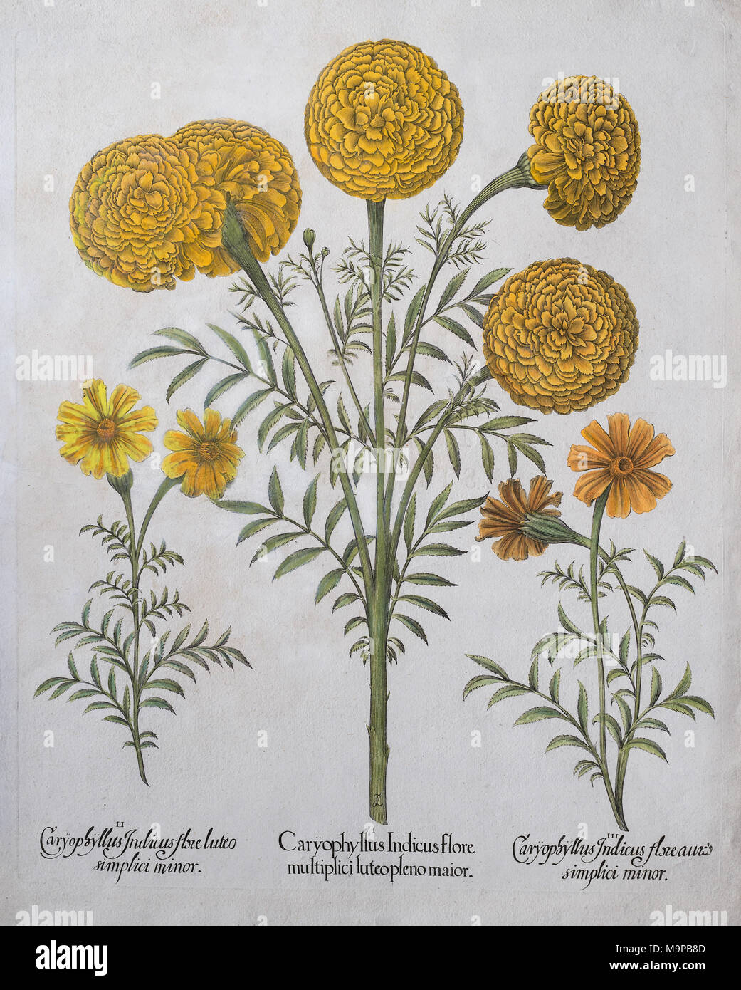 Studentenblume (Tagetes), handcolorierte Kupferstich von Basilius Besler, von Hortus Eystettensis, 1613 Stockfoto