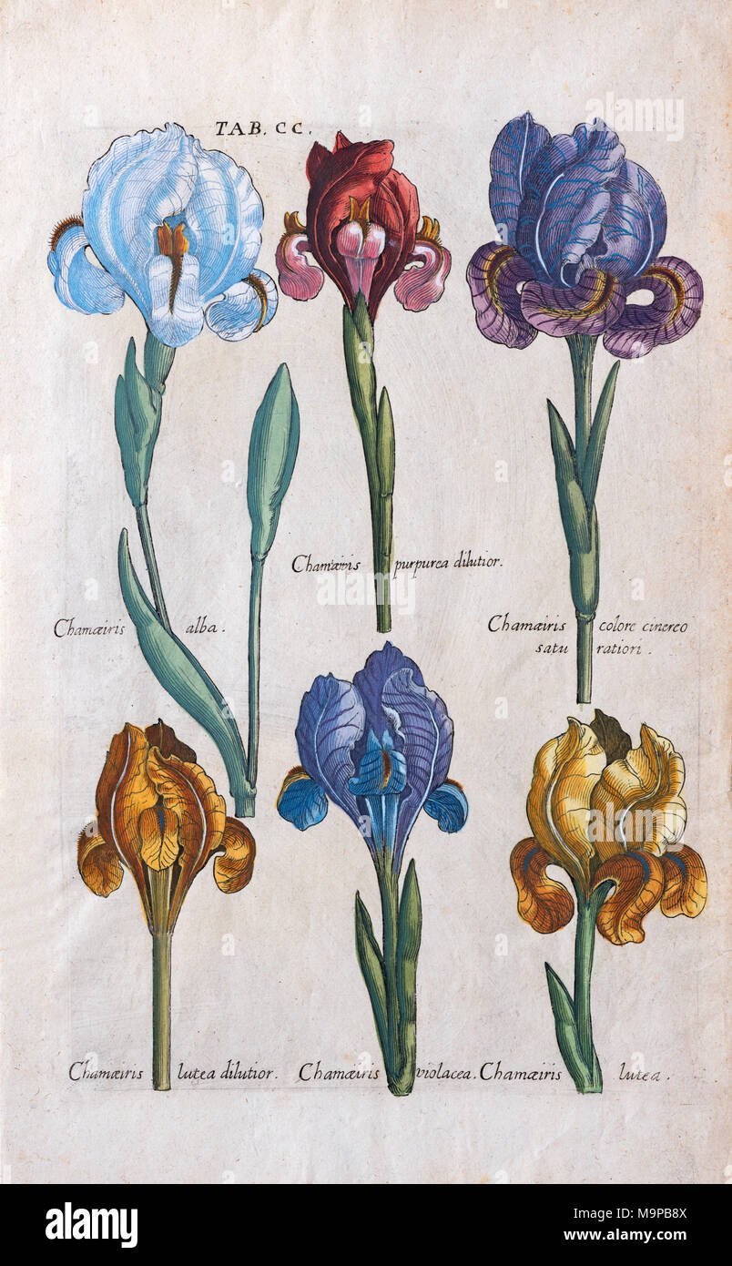 Verschiedene Arten von Fehlern (Iris), handcolorierte Kupferstich von Matthäus Merian aus dem viridarium Reformatum von Michael Stockfoto