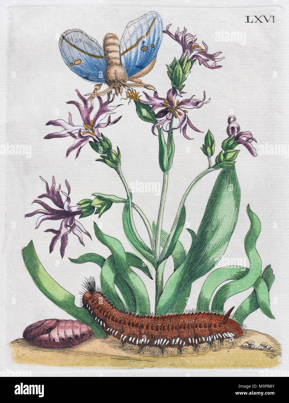 Zwerg Wiesenschaumkraut (Lupinus flos-cuculi Nana), Motten und Caterpillar, handcolorierte Kupferstich von Maria Sybille Merian Stockfoto