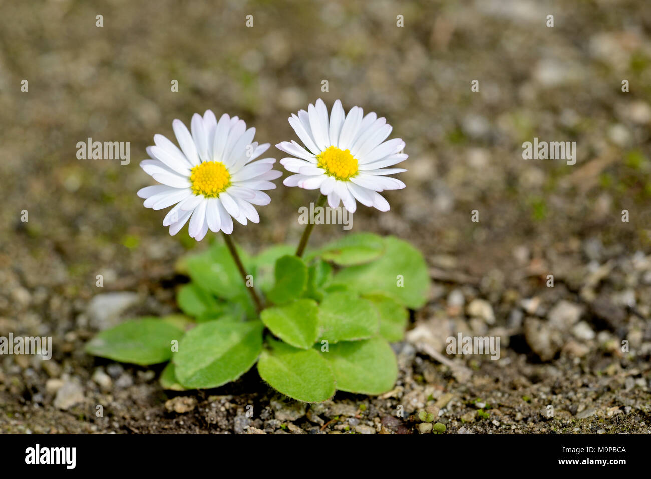 Gemeinsame Gänseblümchen (Bellis perennis) auf Schotter, Nordrhein-Westfalen, Deutschland Stockfoto