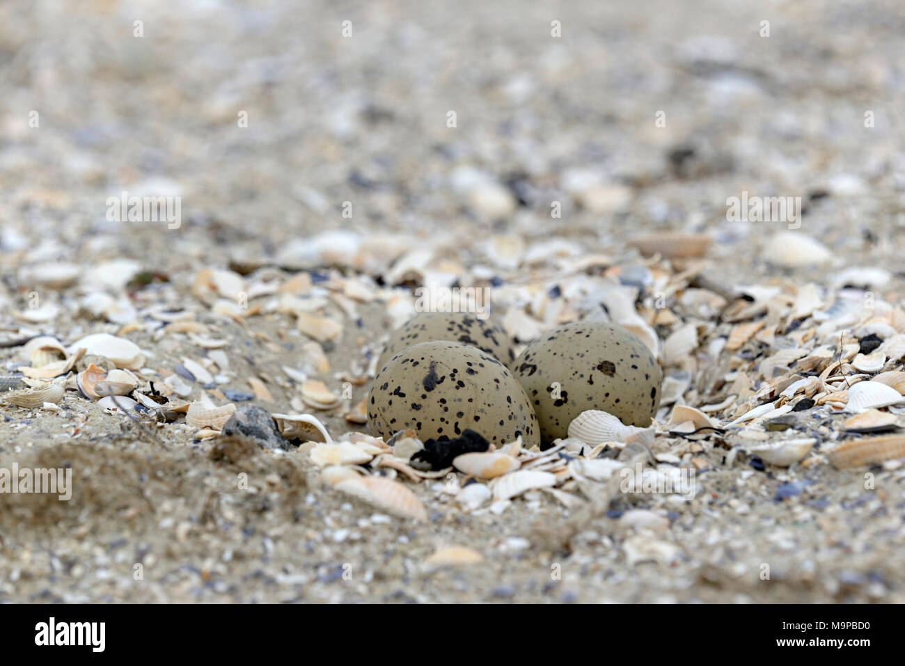 Eurasischen Austernfischer (Haematopus ostralegus), Kupplung im Sand mit drei Eiern, Norderney, Ostfriesische Inseln, Nordsee Stockfoto