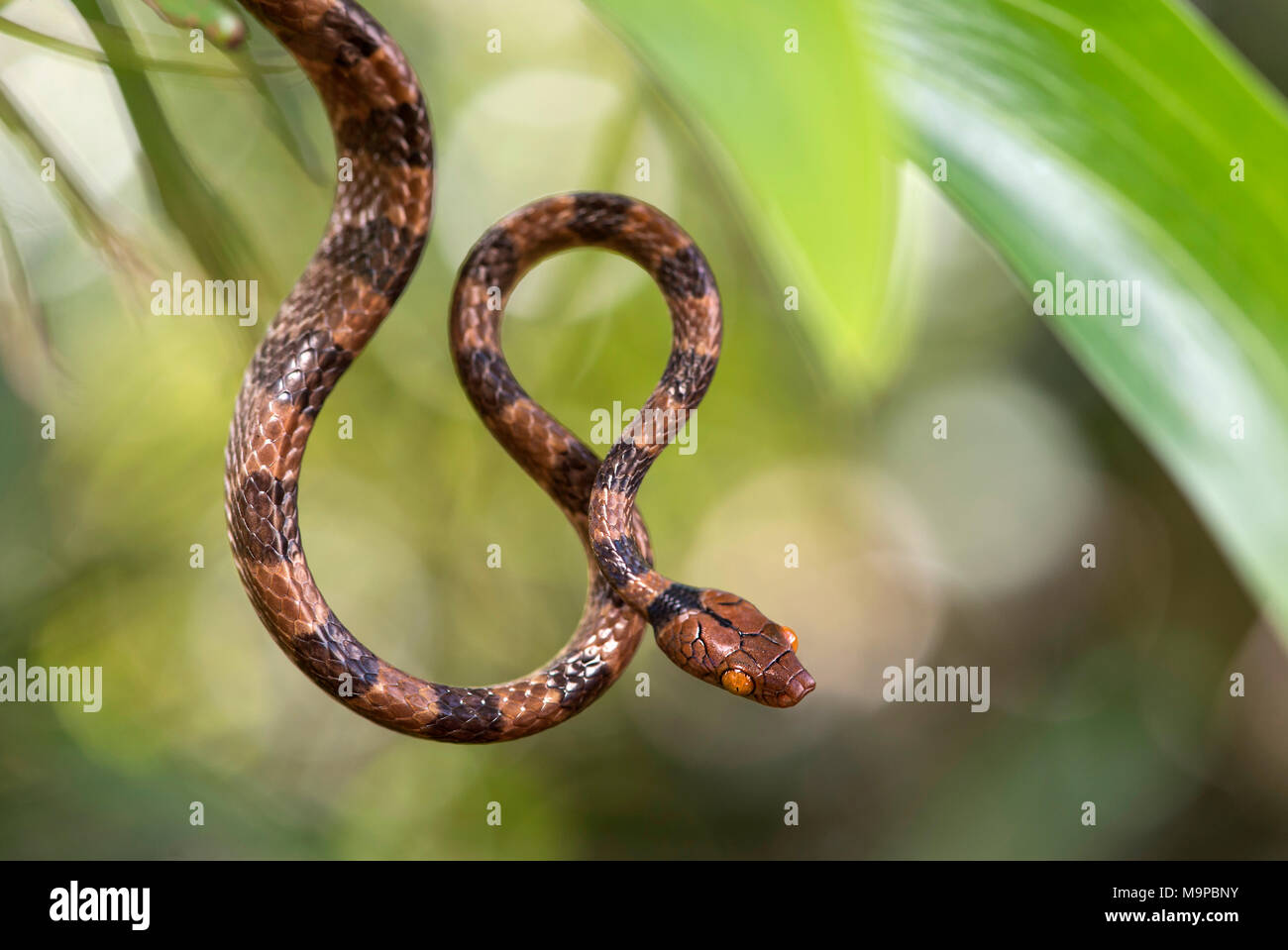 Tree Snake (Stenophis arctifasciatus), Ankanin Ny Nofy, Madagaskar Stockfoto