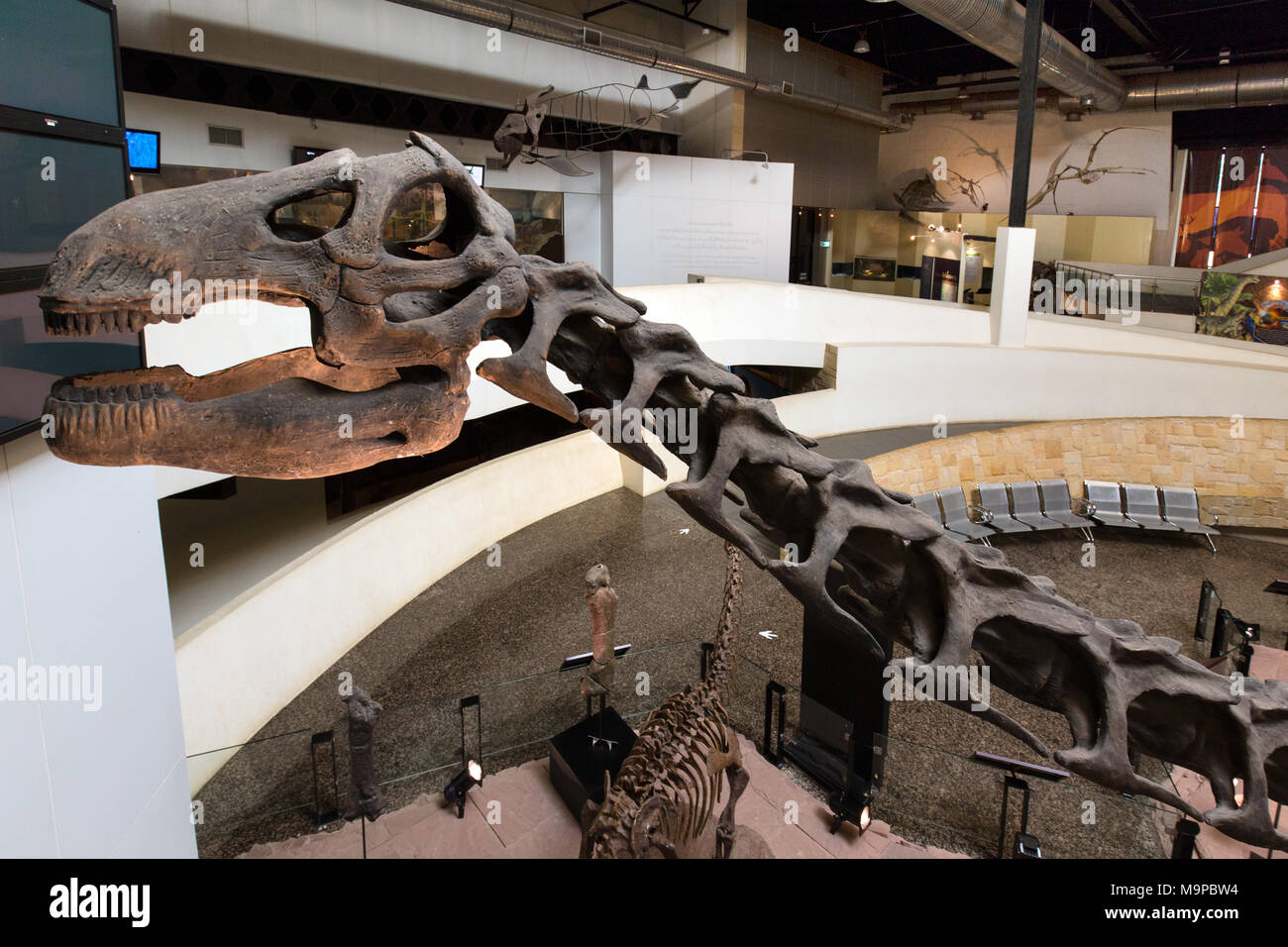 Skelett eines Dinosauriers, Sirindhorn Dinosaur Museum, Buri, sahatsakhan Bezirk, Provinz Kalasin, Isan, Thailand Stockfoto