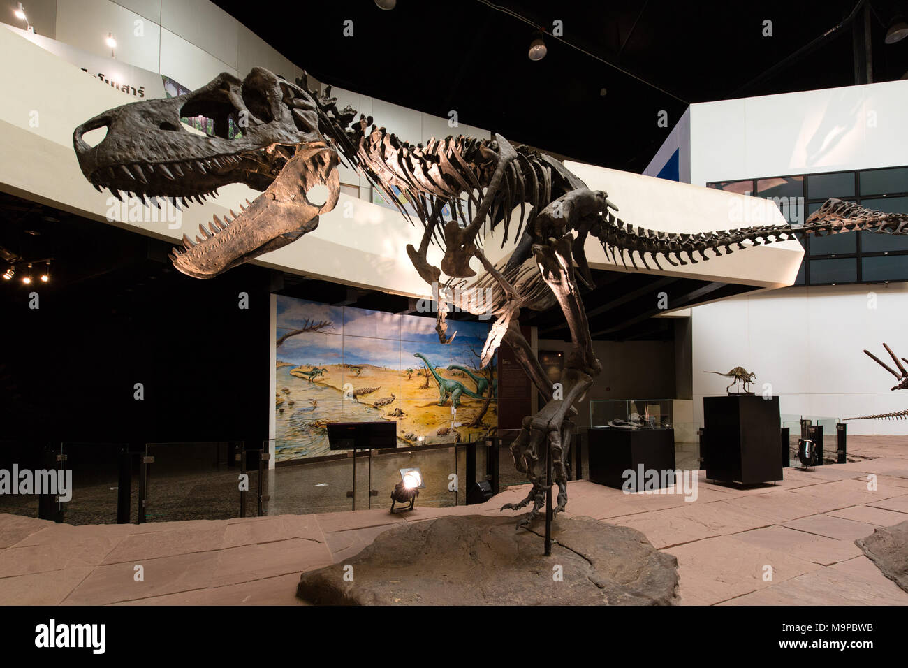 Skelett eines Dinosauriers, Sirindhorn Dinosaur Museum, Buri, sahatsakhan Bezirk, Provinz Kalasin, Isan, Thailand Stockfoto