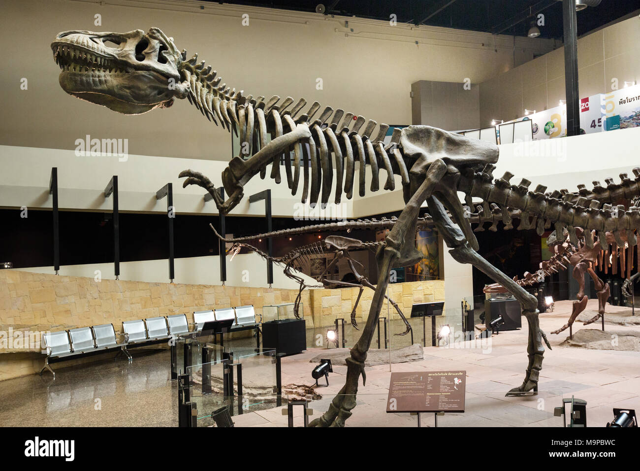 Skelett eines Dinosauriers, Sirindhorn Dinosaur Museum, Buri, sahatsakhan Bezirk, Provinz Kalasin, Isan, Thailand Stockfoto