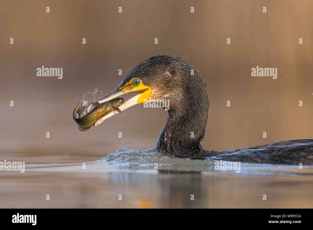 Kormoran (Phalacrocorax carbo) tierisches Portrait, mit pygmy Wels als Beute, Angeln, Nationalpark Kiskunsag, Ungarn Stockfoto