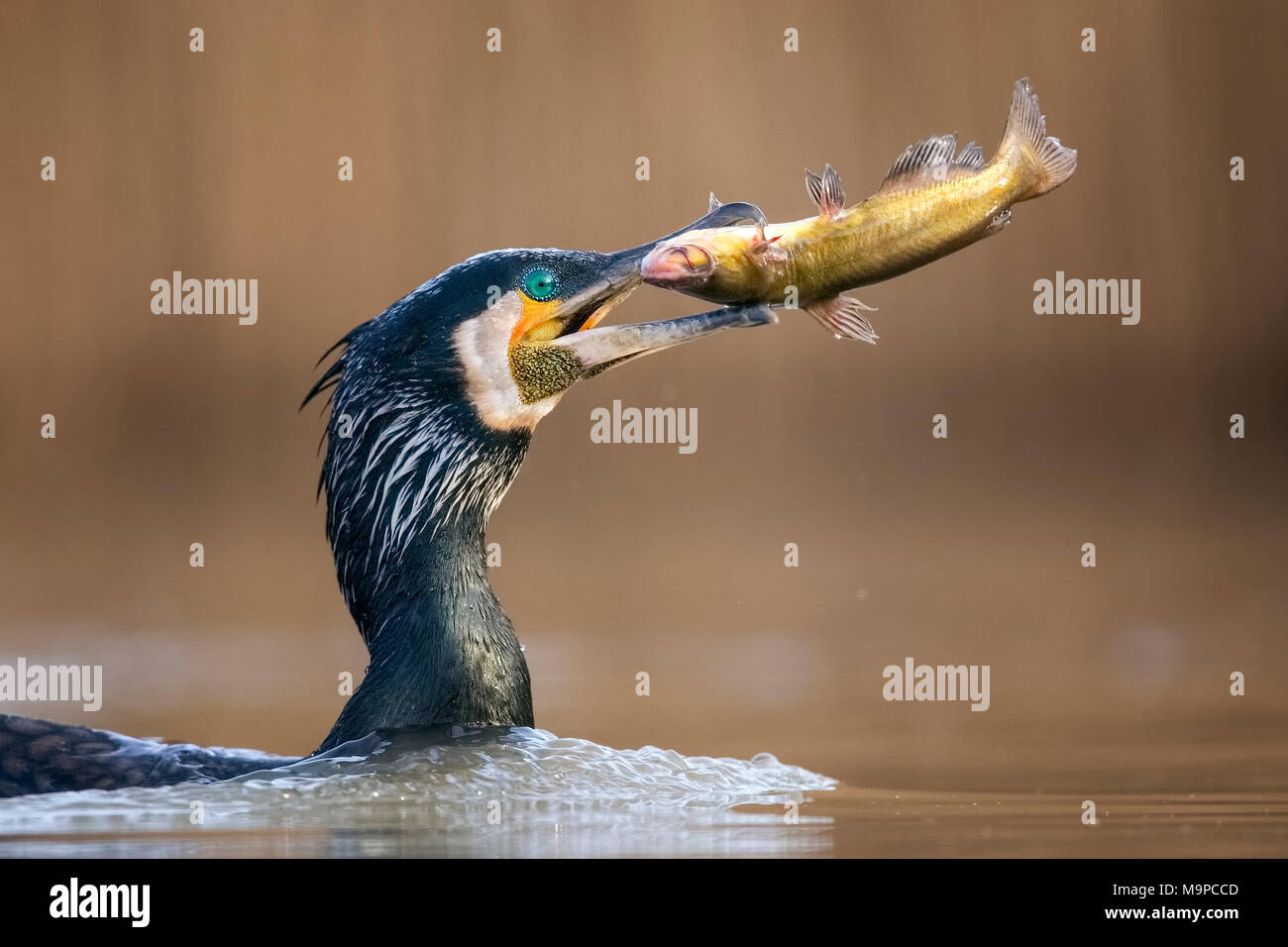 Kormoran (Phalacrocorax carbo), Tier Portrait, Zucht Gefieder, mit pygmy Wels als Beute, Angeln Stockfoto